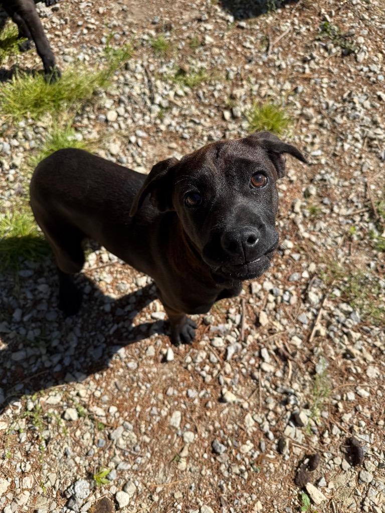 Spice, a Adoptable Mixed Breed in Lagrange, IN image 2/2