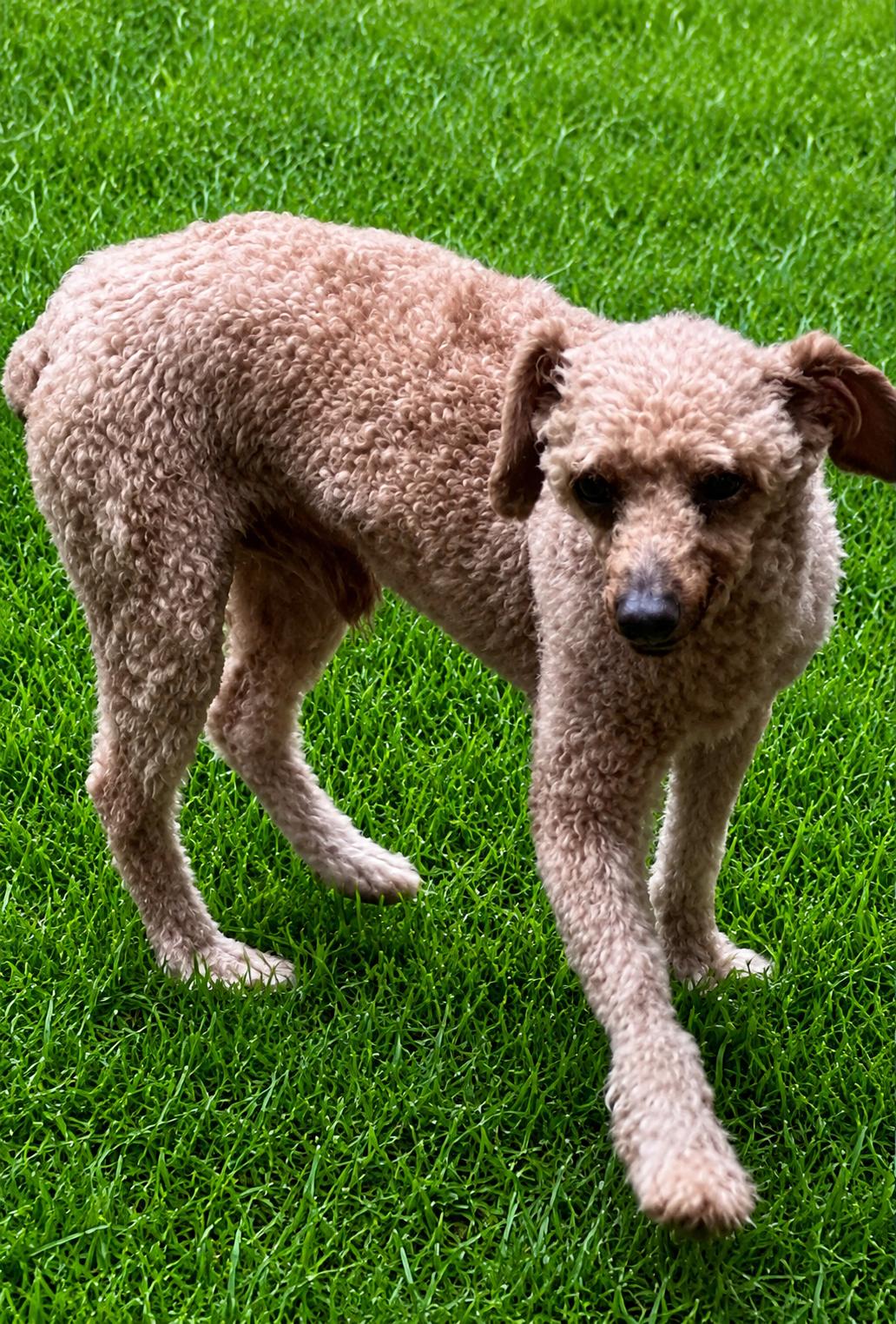 Snickerdoodle, Adoptable, Adult Male Miniature Poodle.