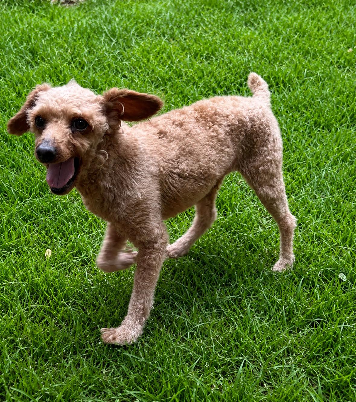Enlarge Snickerdoodle, a Adoptable Miniature Poodle in Havertown, PA image 2/2