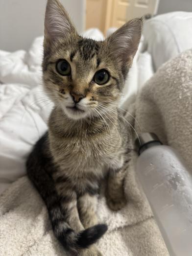 Parmesan — thumbnail 2