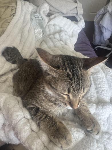 Parmesan — thumbnail 3