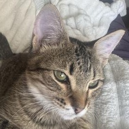 Parmesan — thumbnail 4