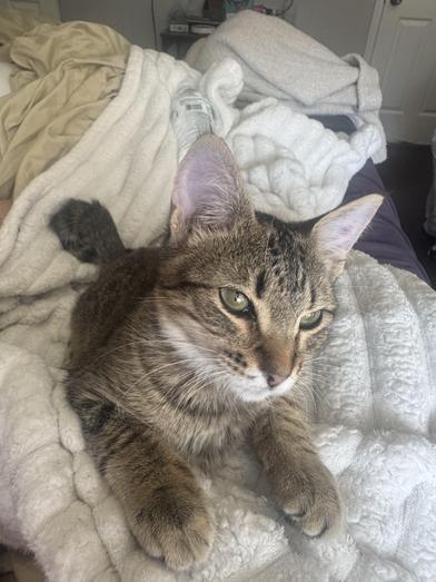 Parmesan — thumbnail 6