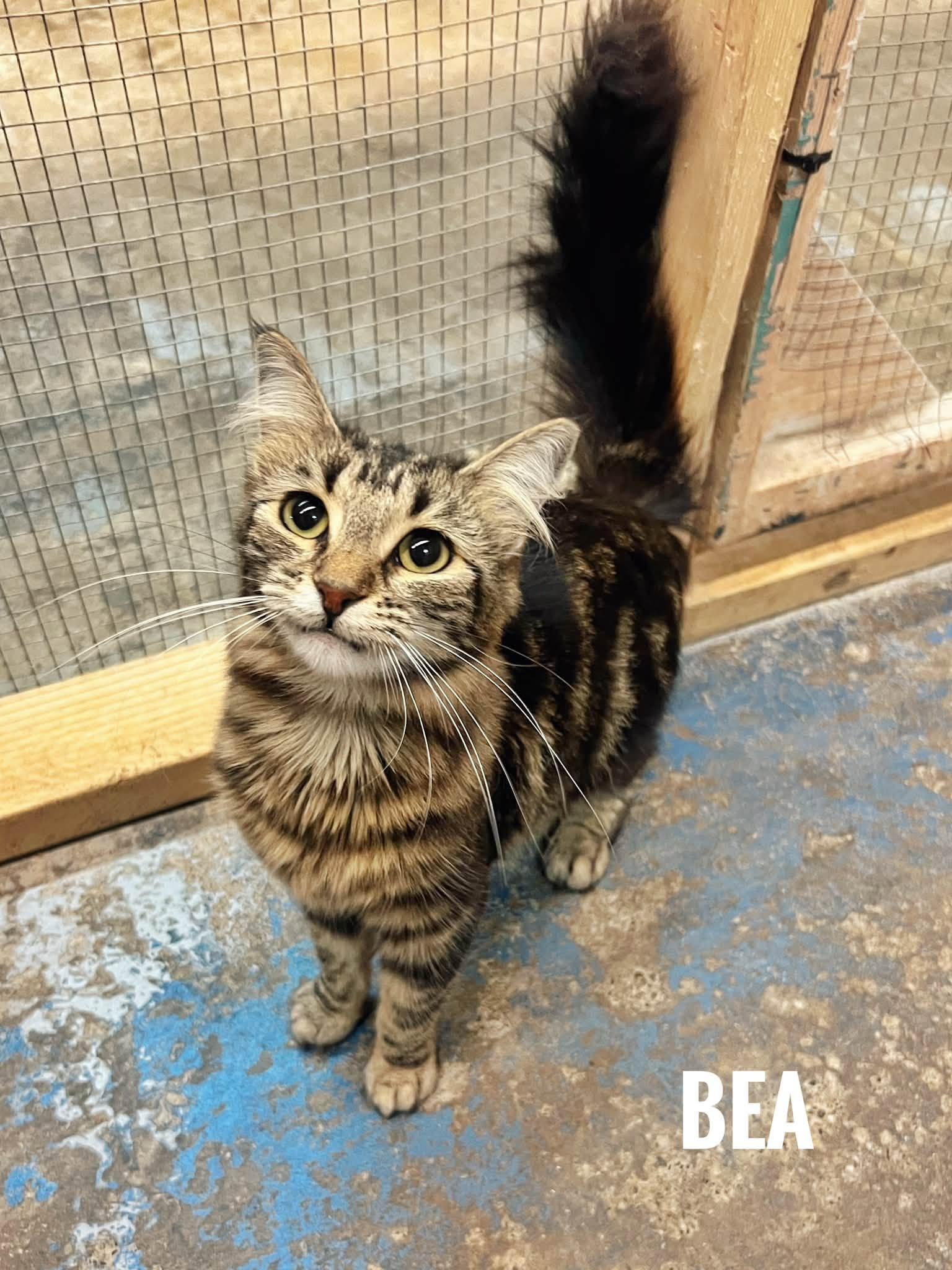Bea, Adopted, Young Female Domestic Medium Hair.