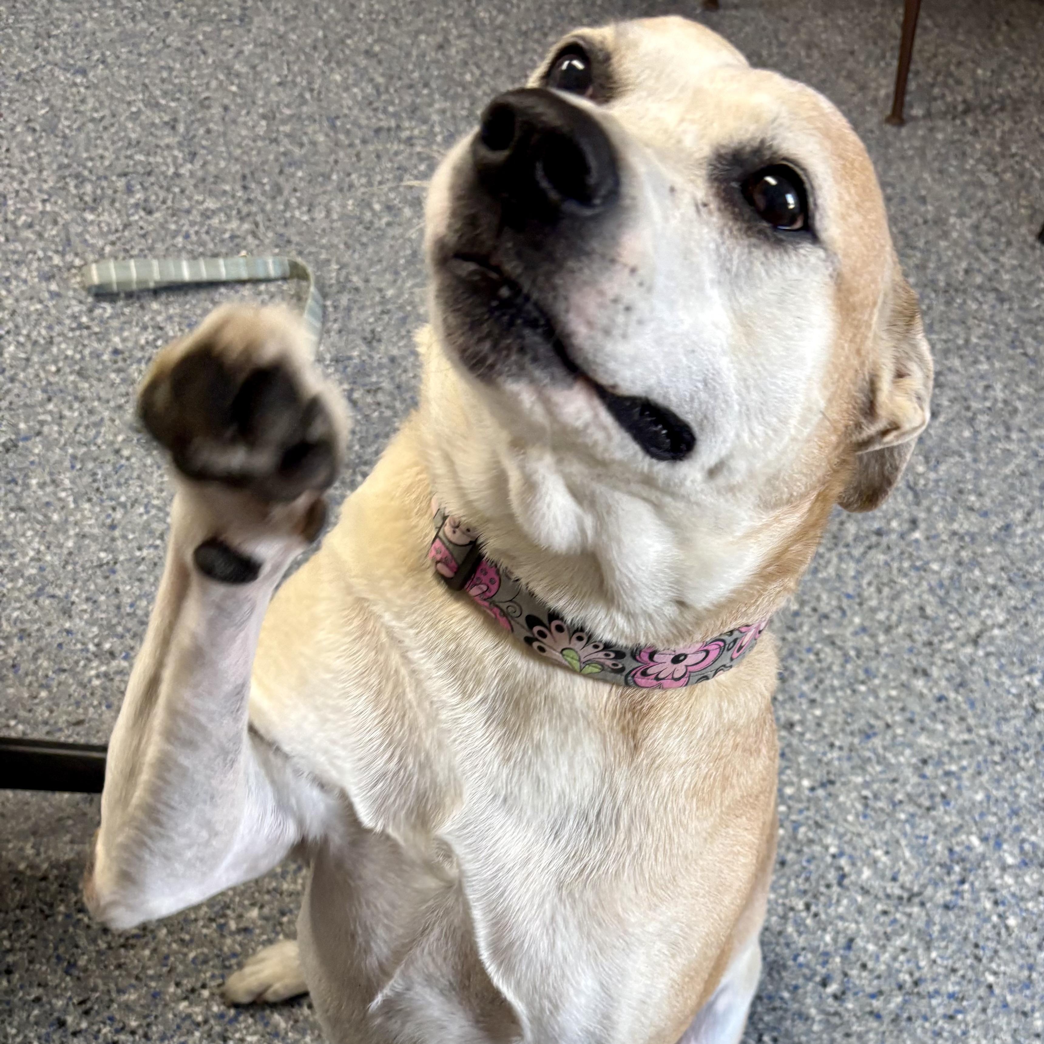 Enlarge Ellie, a Adoptable mixed breed in Charles City, IA image 1/6