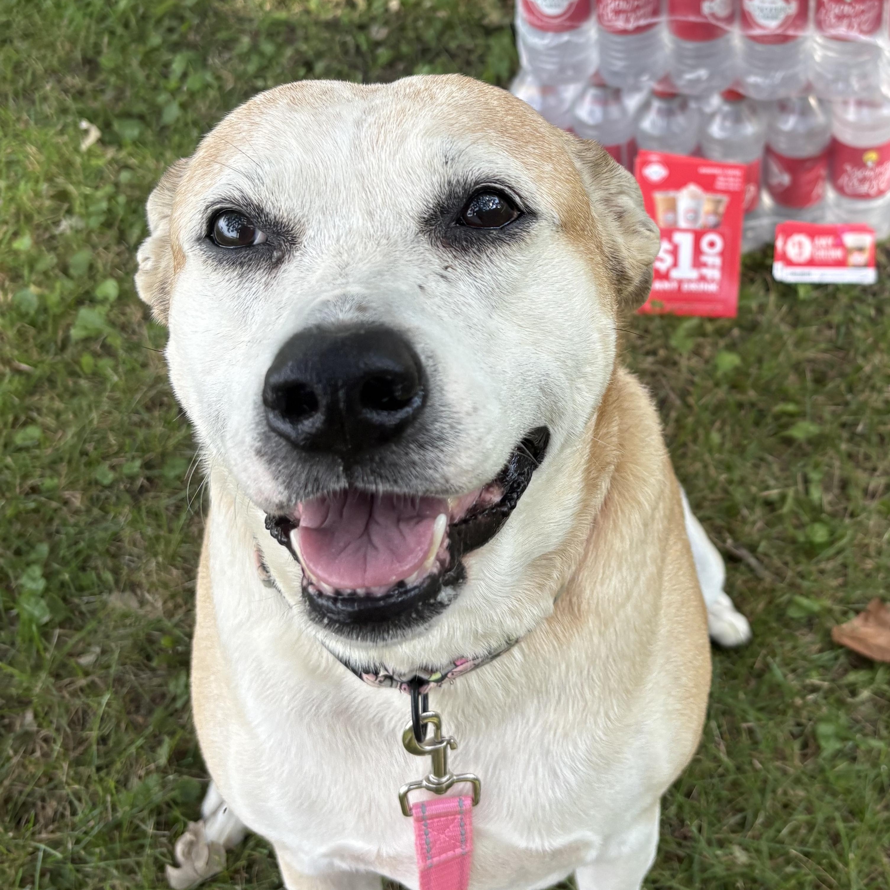 Enlarge Ellie, a Adoptable mixed breed in Charles City, IA image 6/6