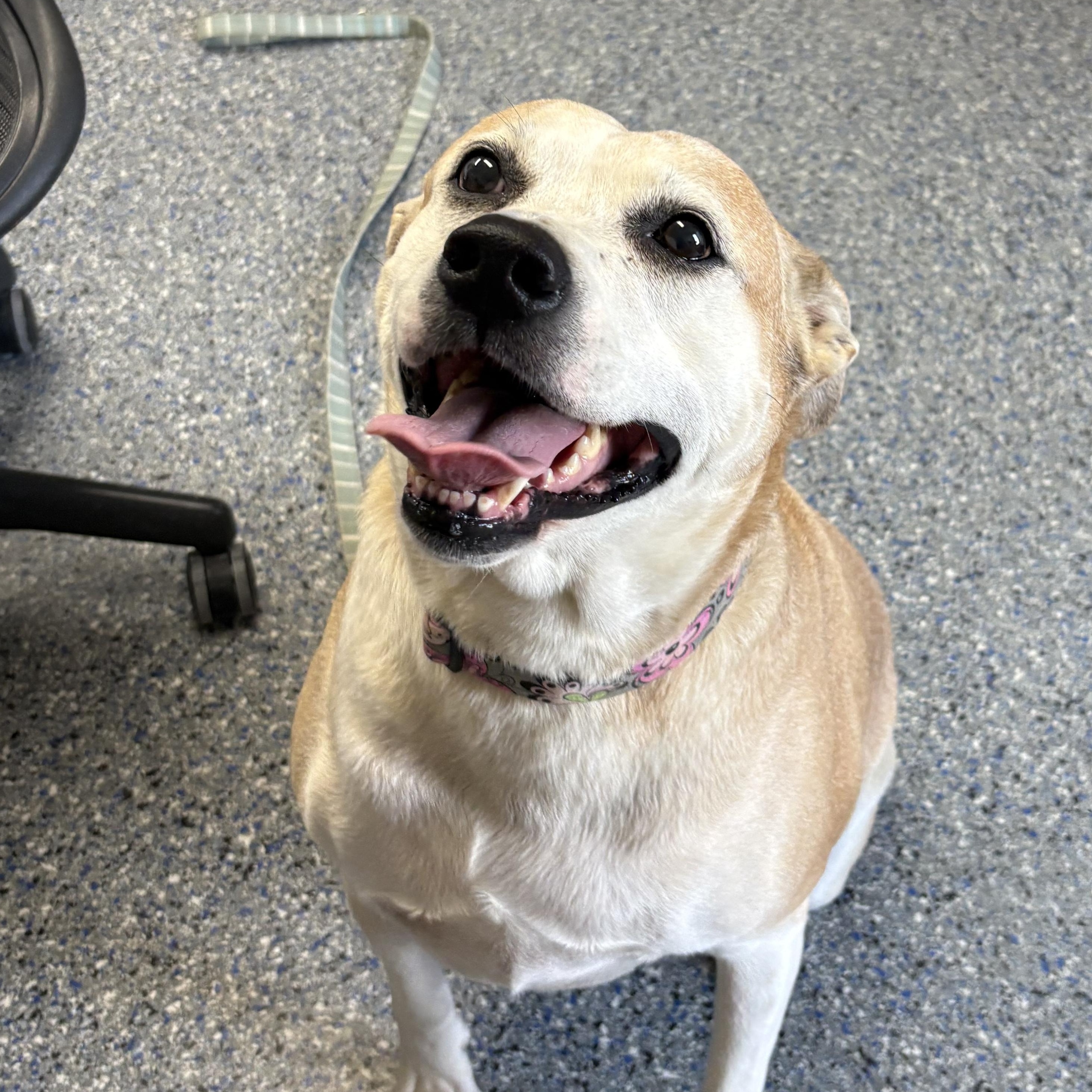 Enlarge Ellie, a Adoptable mixed breed in Charles City, IA image 2/6
