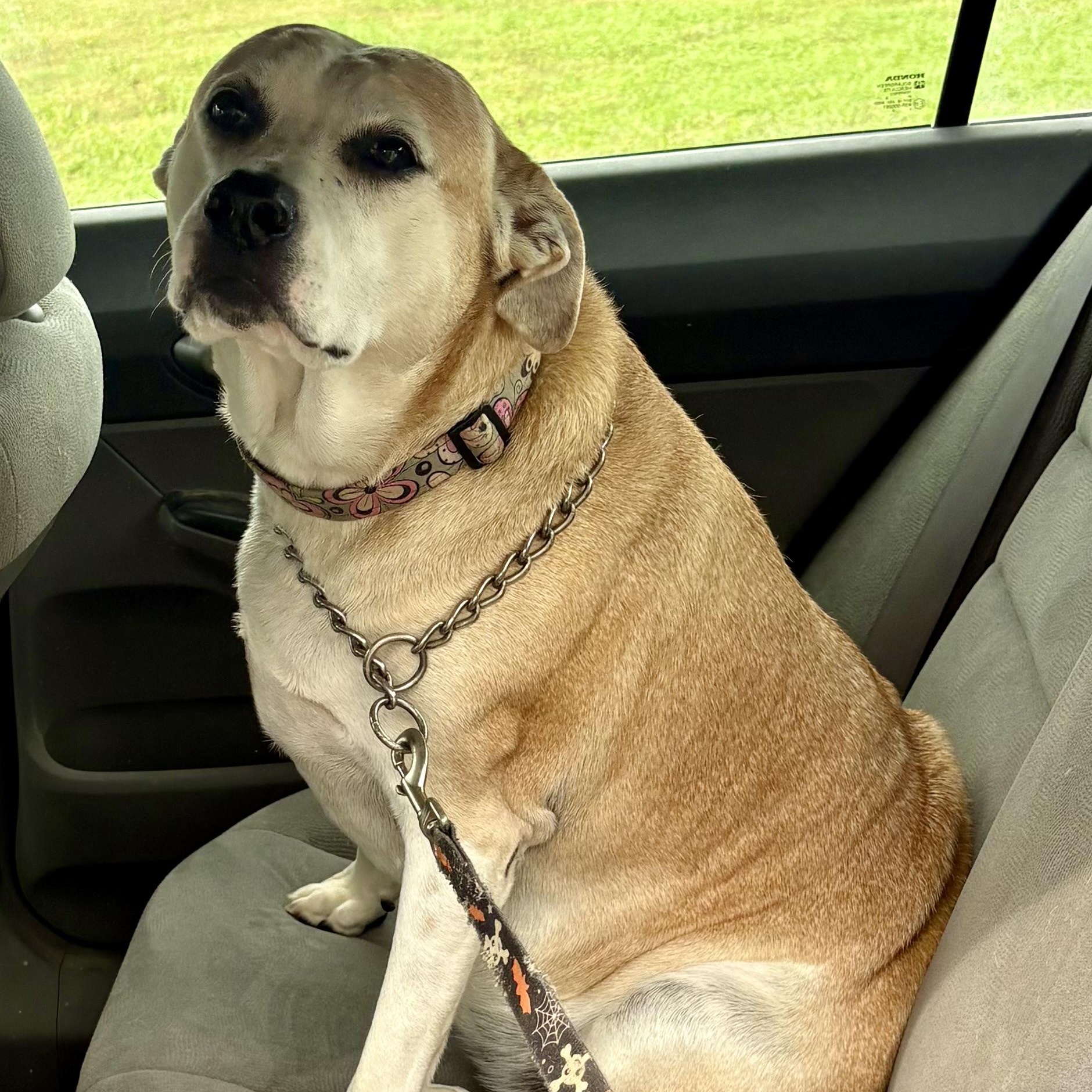 Enlarge Ellie, a Adoptable mixed breed in Charles City, IA image 1/6