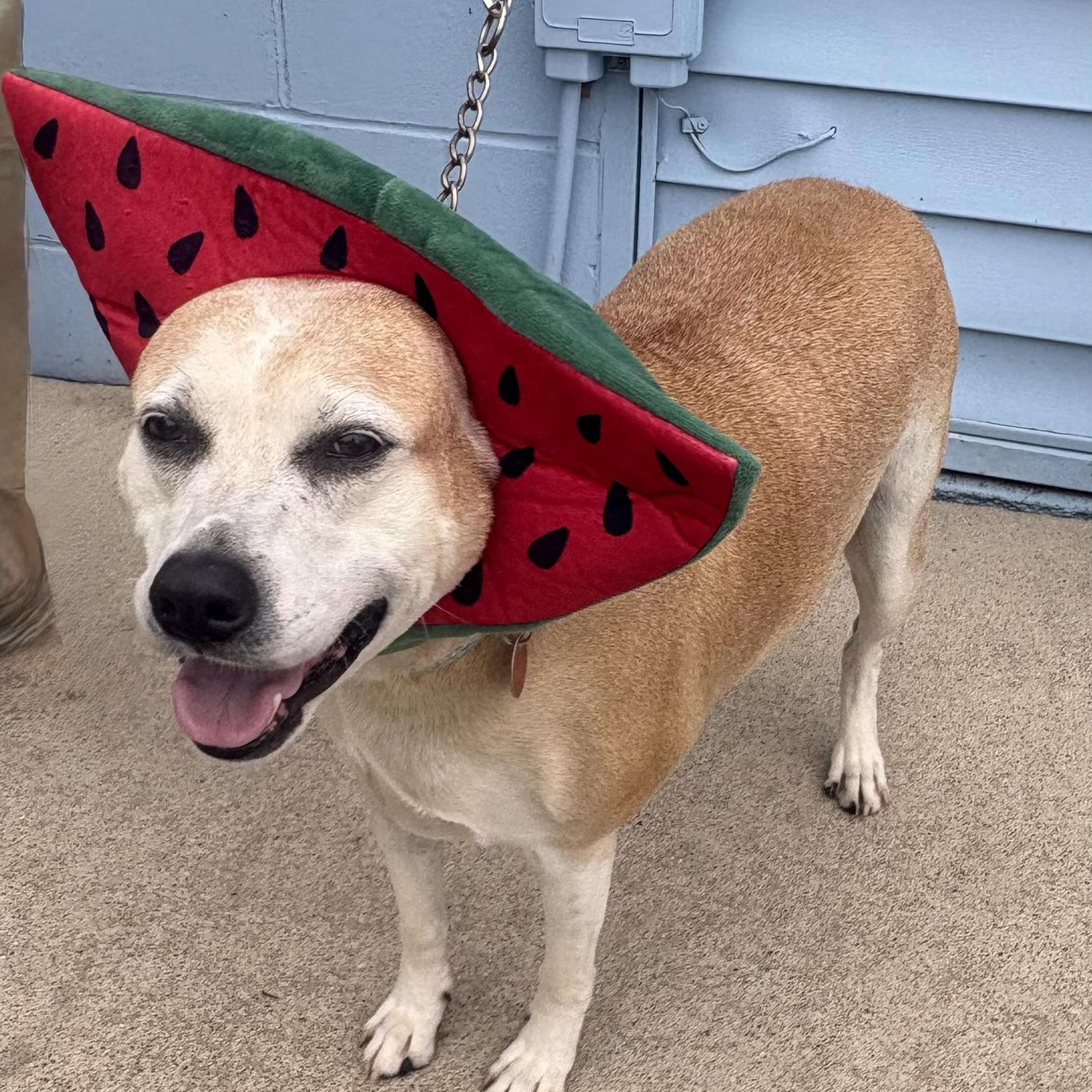 Enlarge Ellie, a Adoptable mixed breed in Charles City, IA image 6/6
