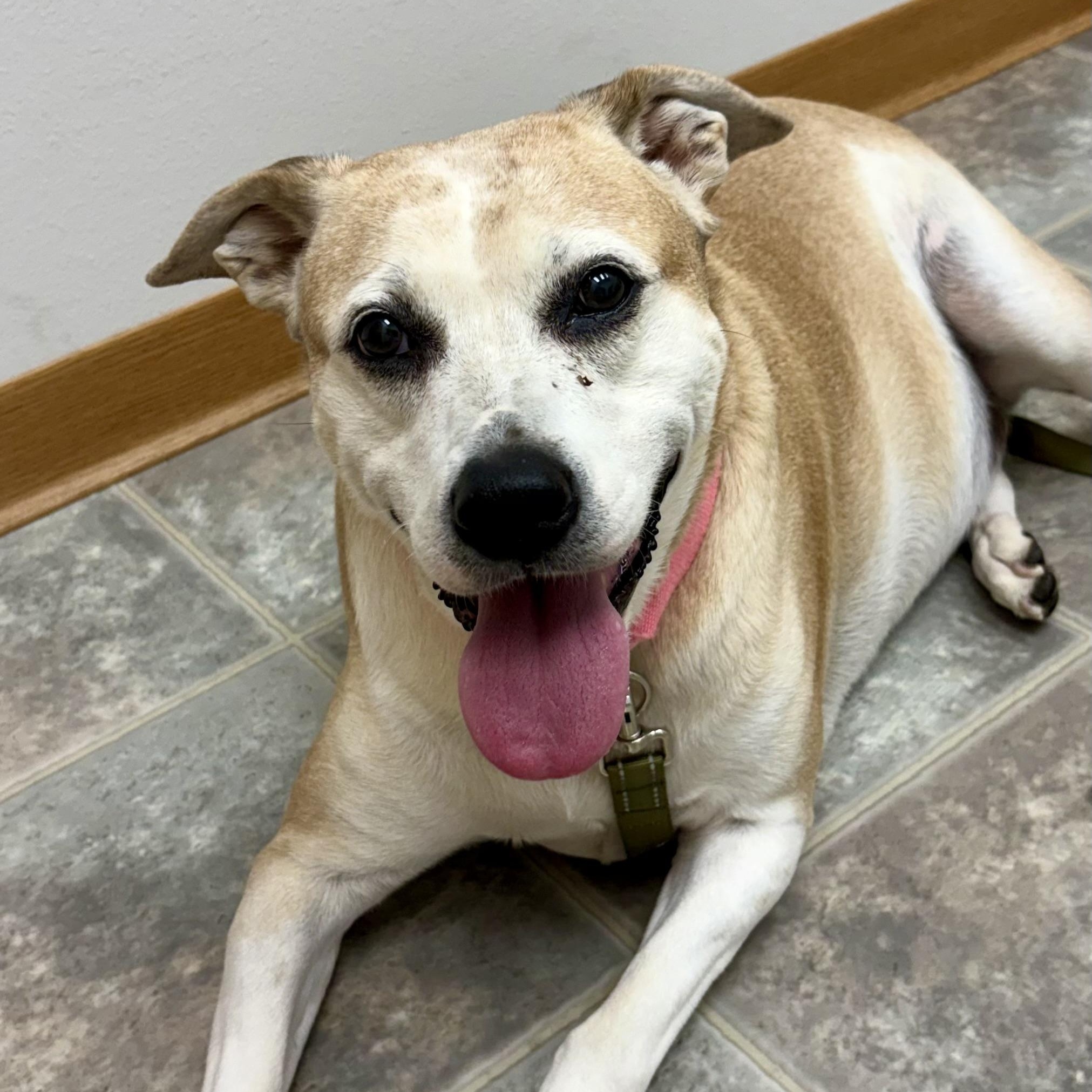 Enlarge Ellie, a Adoptable mixed breed in Charles City, IA image 5/6