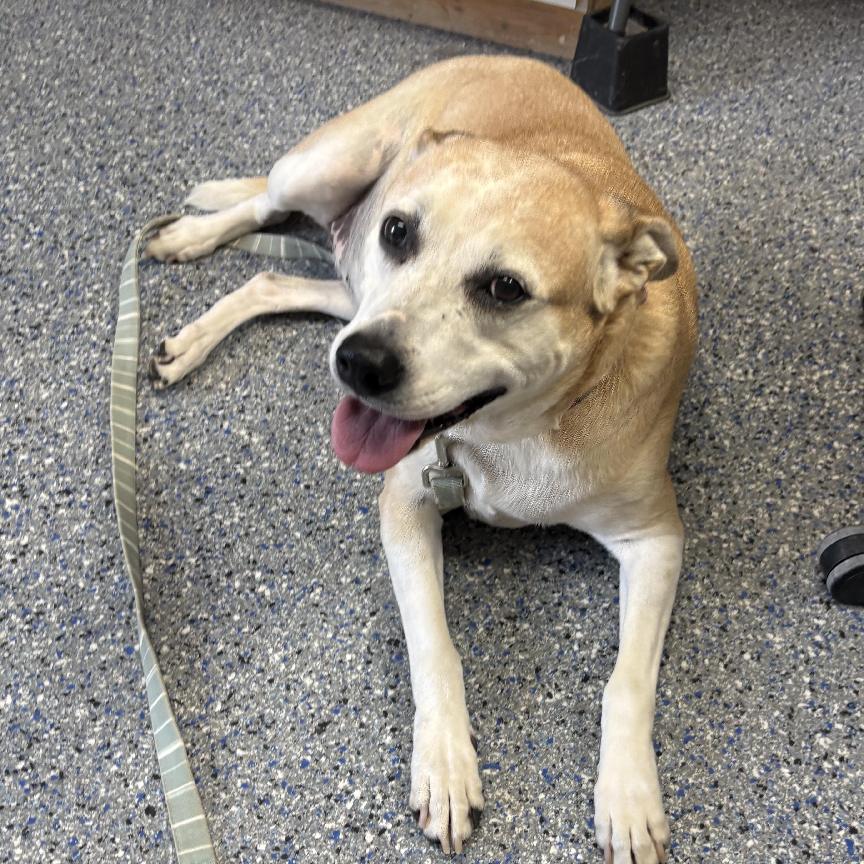Enlarge Ellie, a Adoptable mixed breed in Charles City, IA image 3/6
