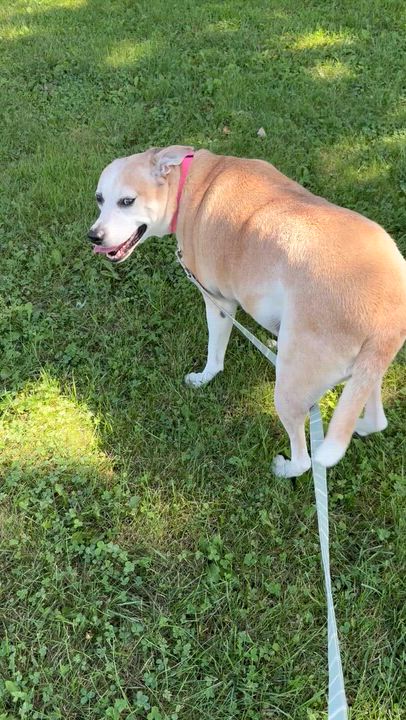 Enlarge Ellie, a Adoptable mixed breed in Charles City, IA video 4/6