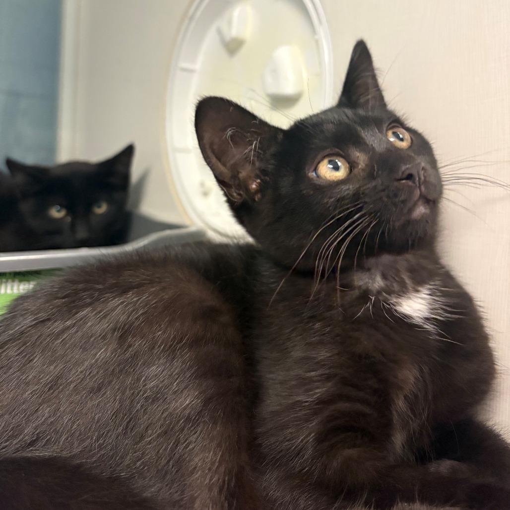 Shine, Adoptable, Kitten Female Domestic Short Hair.