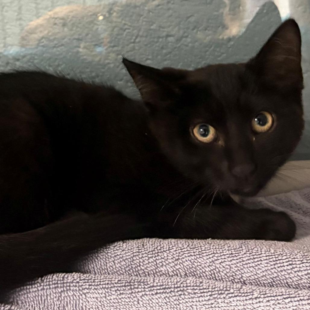 Enlarge Shine, a Adoptable Domestic Short Hair in East Hanover, NJ image 2/4