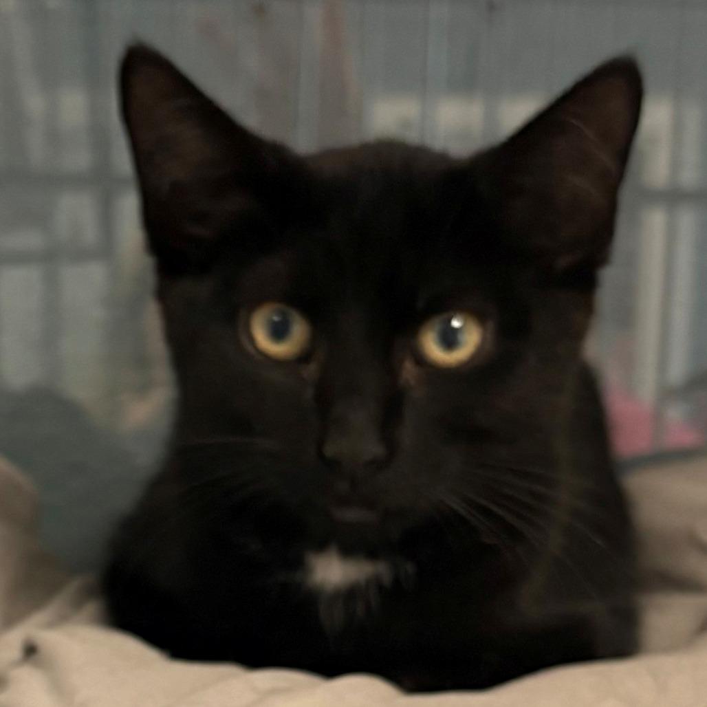 Enlarge Shine, a Adoptable Domestic Short Hair in East Hanover, NJ image 3/4