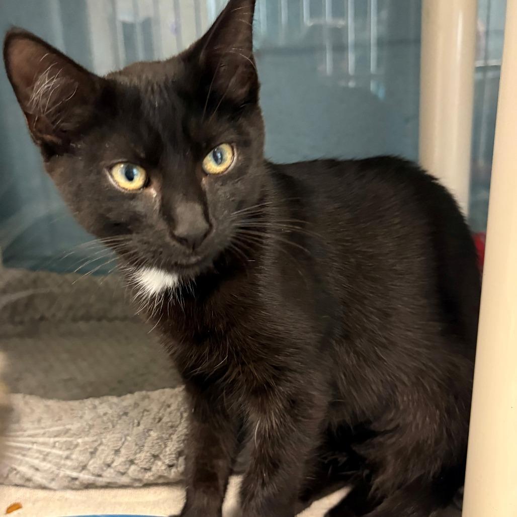 Enlarge Shine, a Adoptable Domestic Short Hair in East Hanover, NJ image 4/4