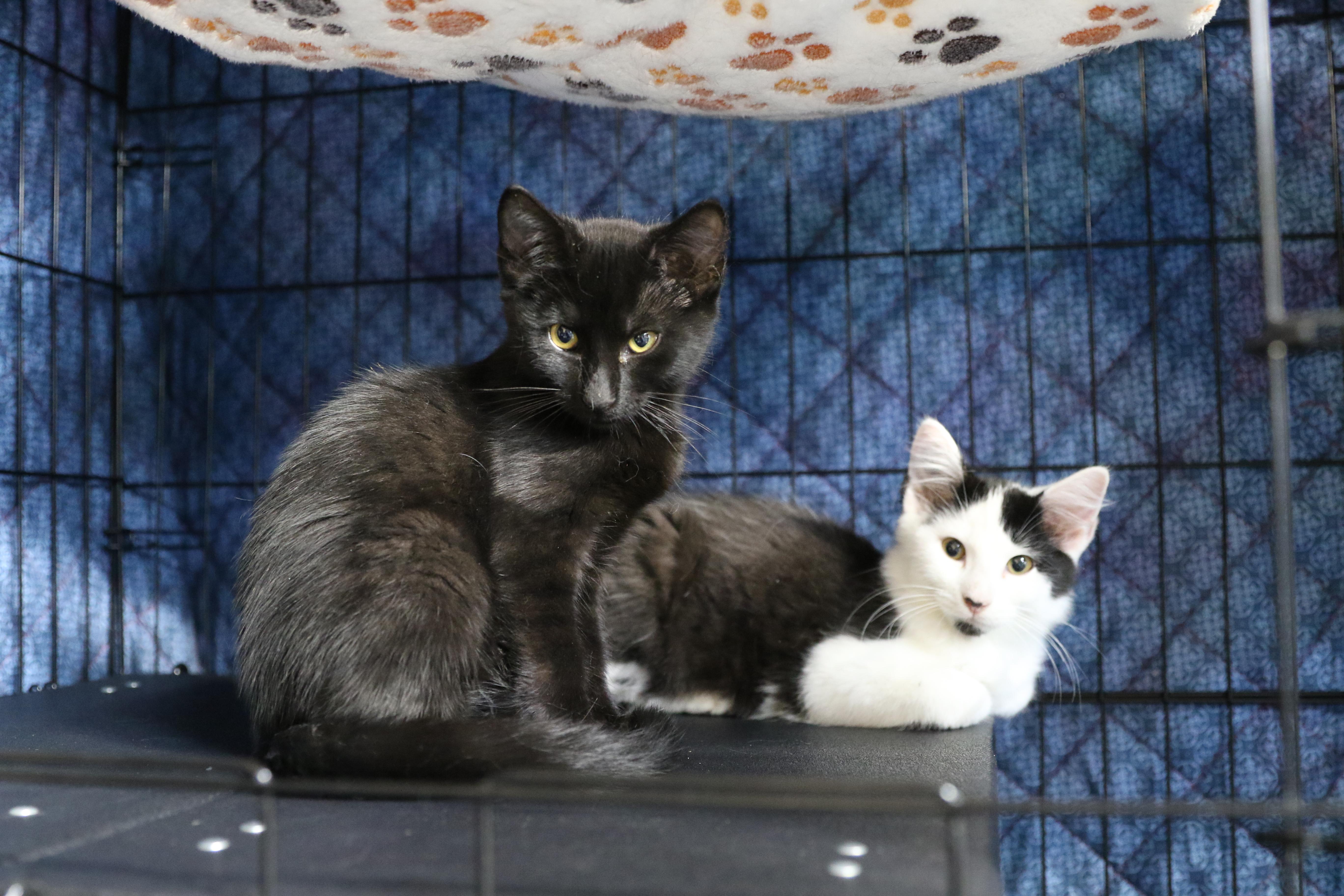 Tween, an adoptable Domestic Short Hair in Cut Bank, MT, 59427 | Photo Image 1