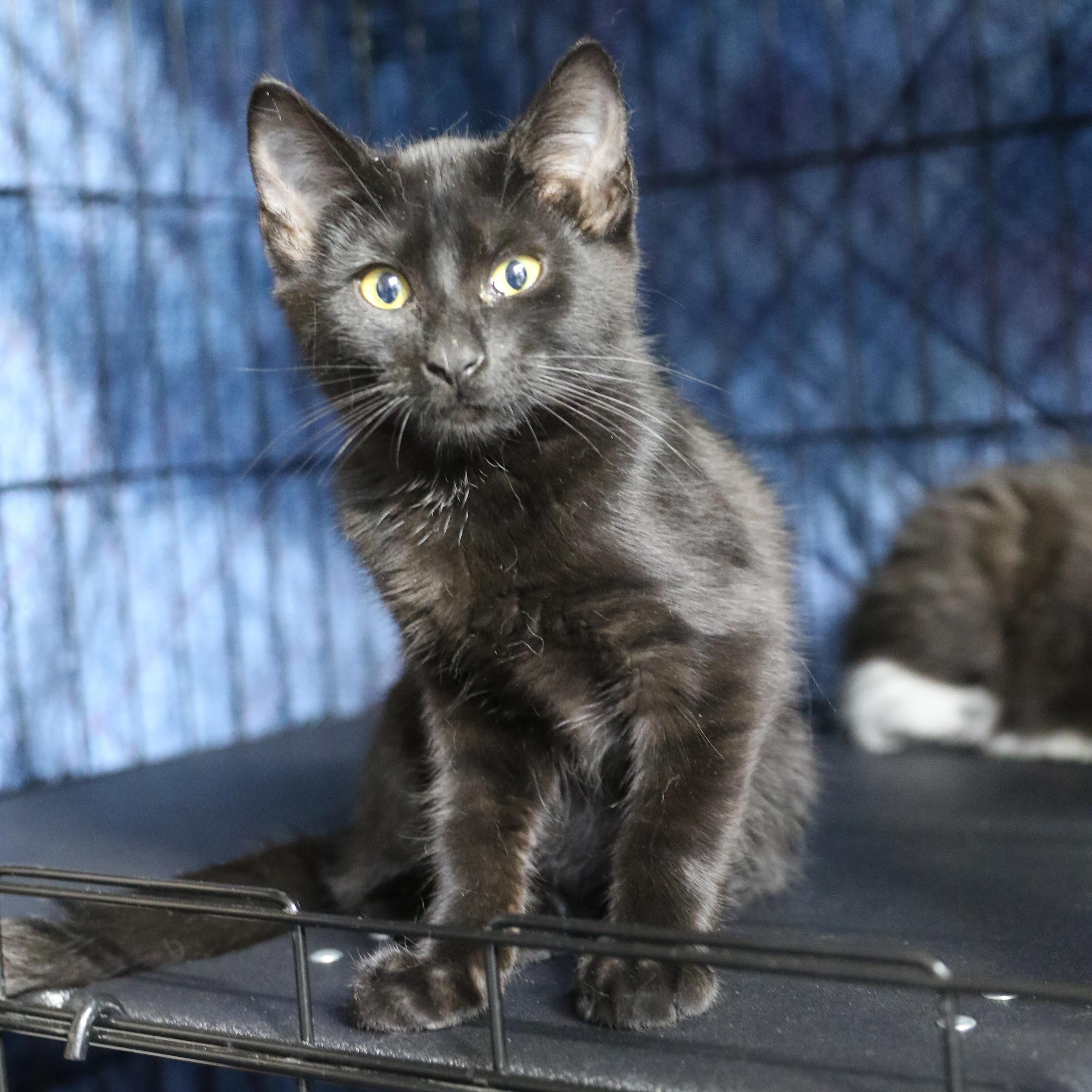 Tween, an adoptable Domestic Short Hair in Cut Bank, MT, 59427 | Photo Image 4