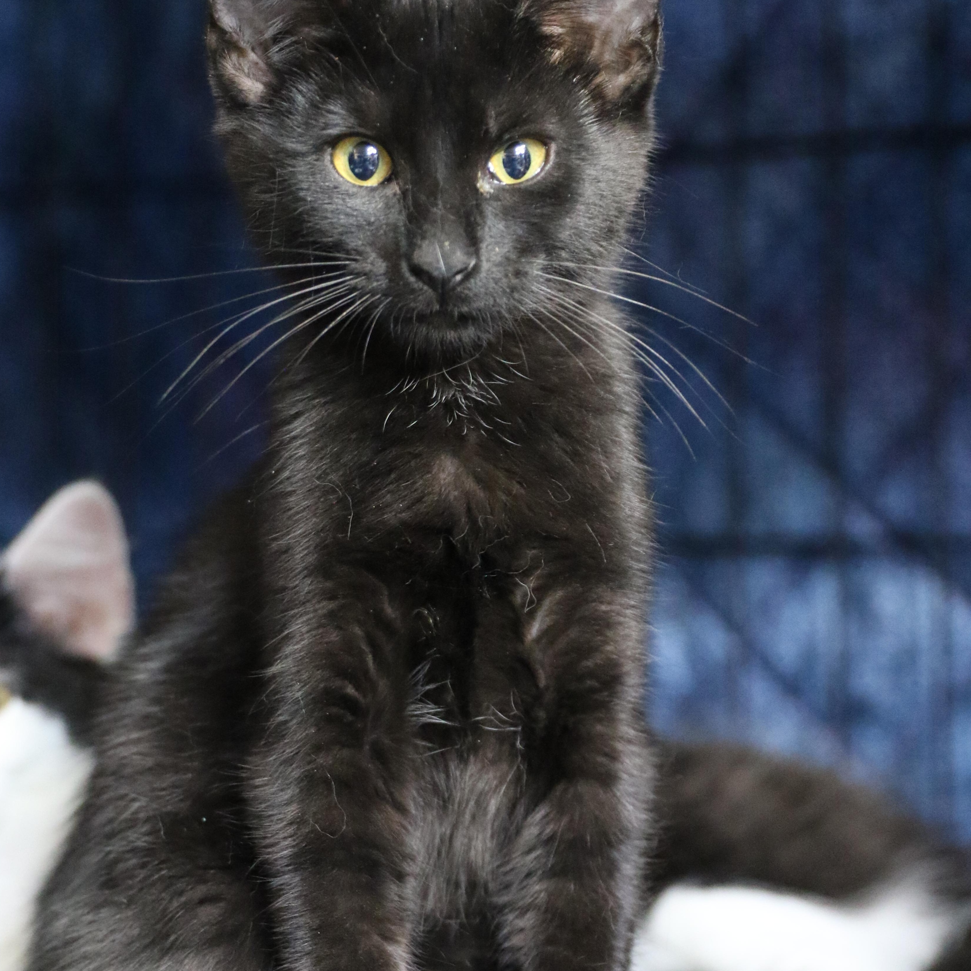 Tween, an adoptable Domestic Short Hair in Cut Bank, MT, 59427 | Photo Image 3