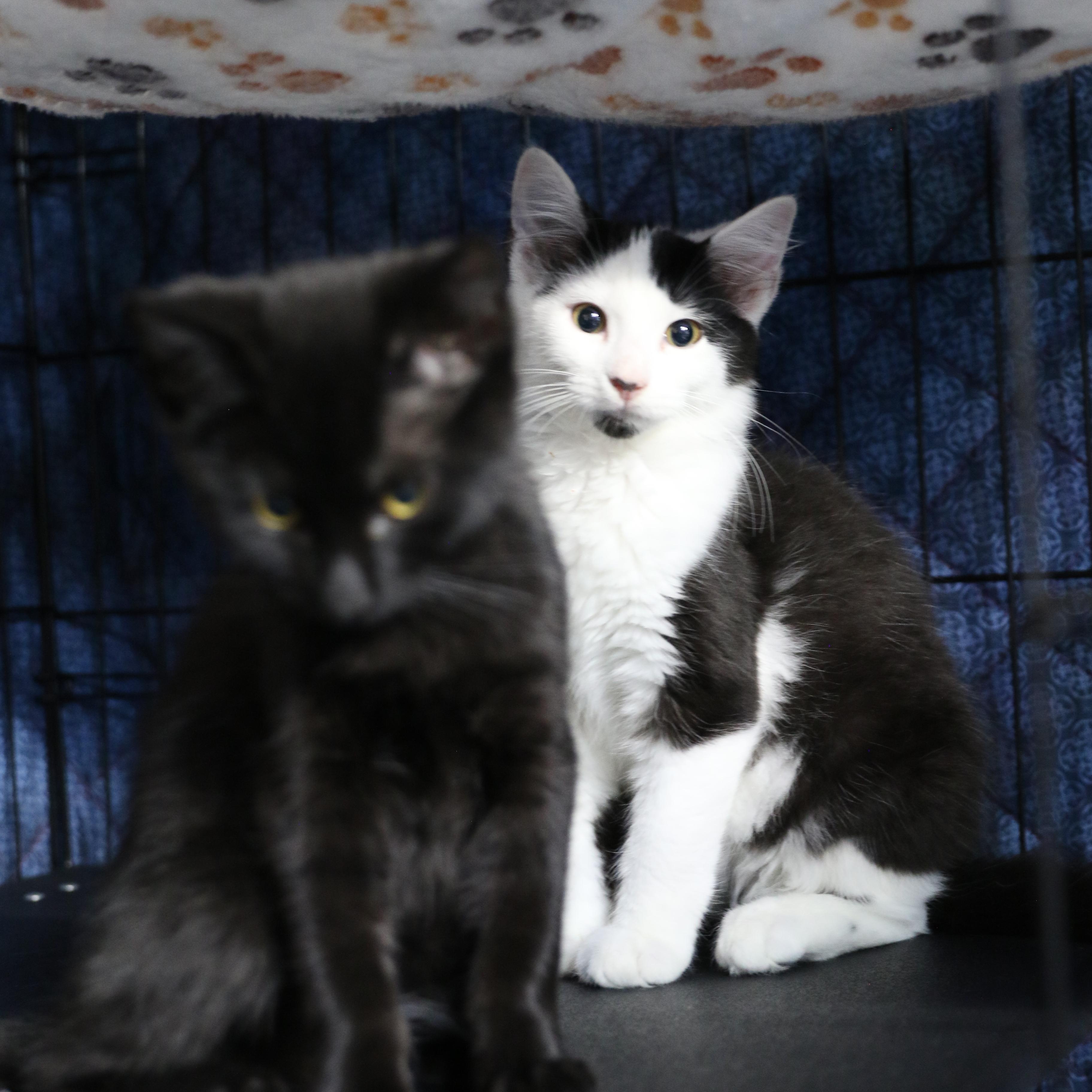 Tween, an adoptable Domestic Short Hair in Cut Bank, MT, 59427 | Photo Image 2