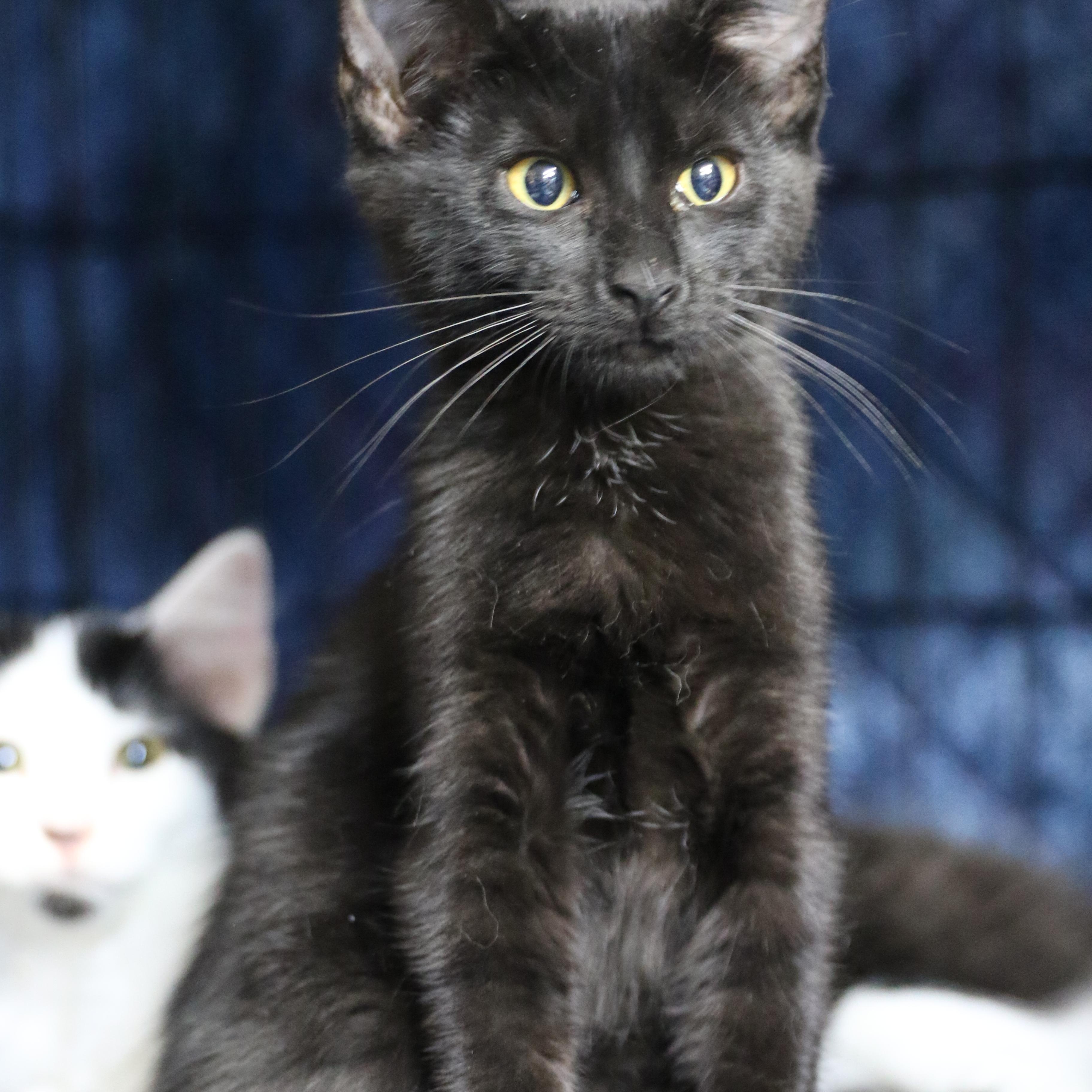 Tween, an adoptable Domestic Short Hair in Cut Bank, MT, 59427 | Photo Image 5