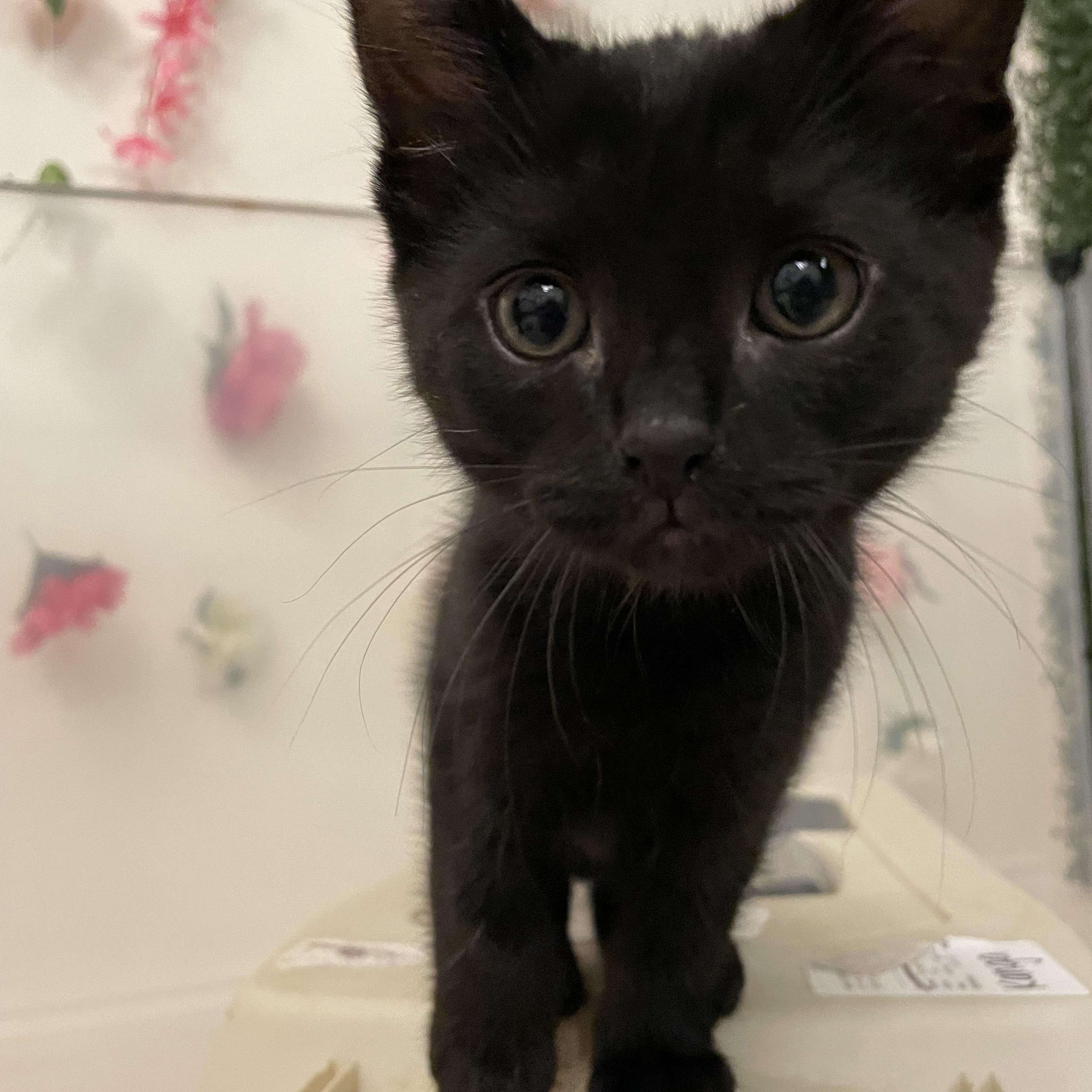 Eeyore, Young Male Domestic Medium Hair