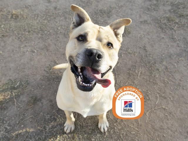 ATLAS, Adoptable, Young Male Pit Bull Terrier & Mixed Breed.