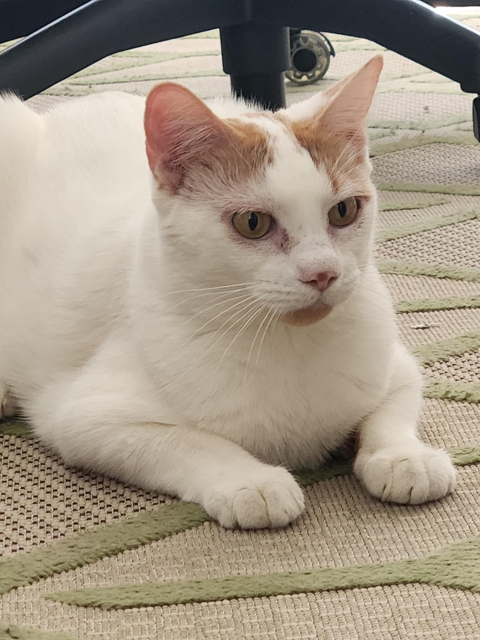 Moon, Adult Female unknown