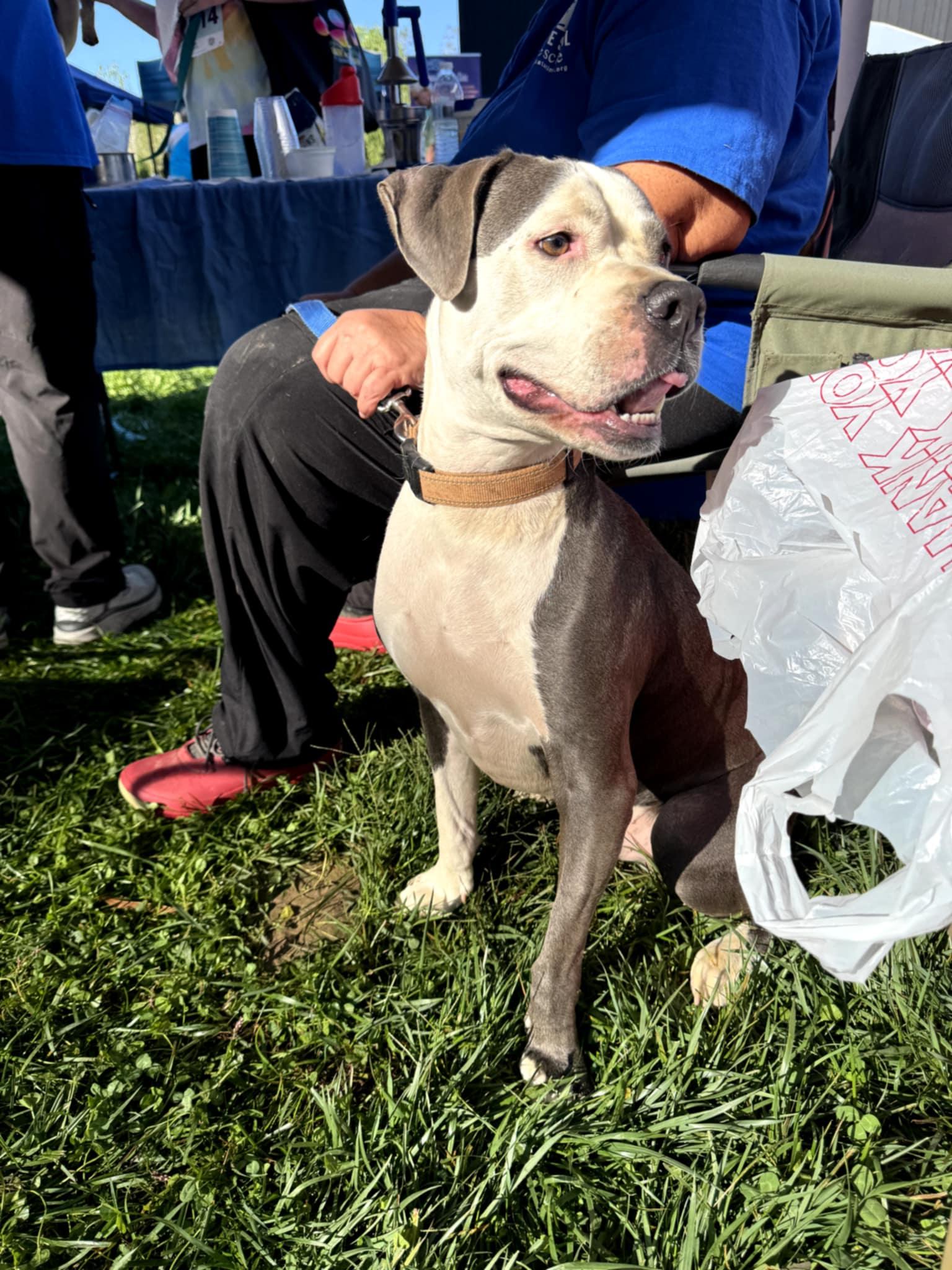 Dubby, a Adoptable Pit Bull Terrier in Louisville, KY image 1/4