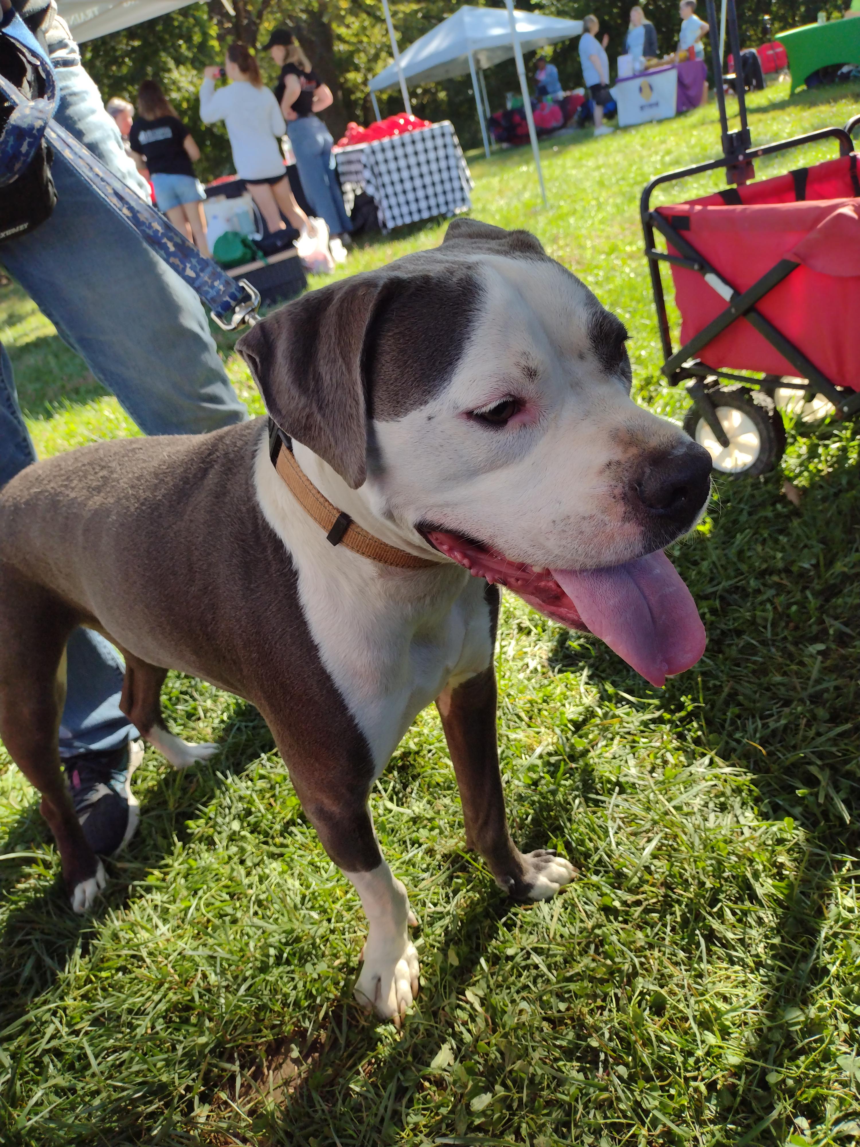 Dubby, a Adoptable Pit Bull Terrier in Louisville, KY image 2/4