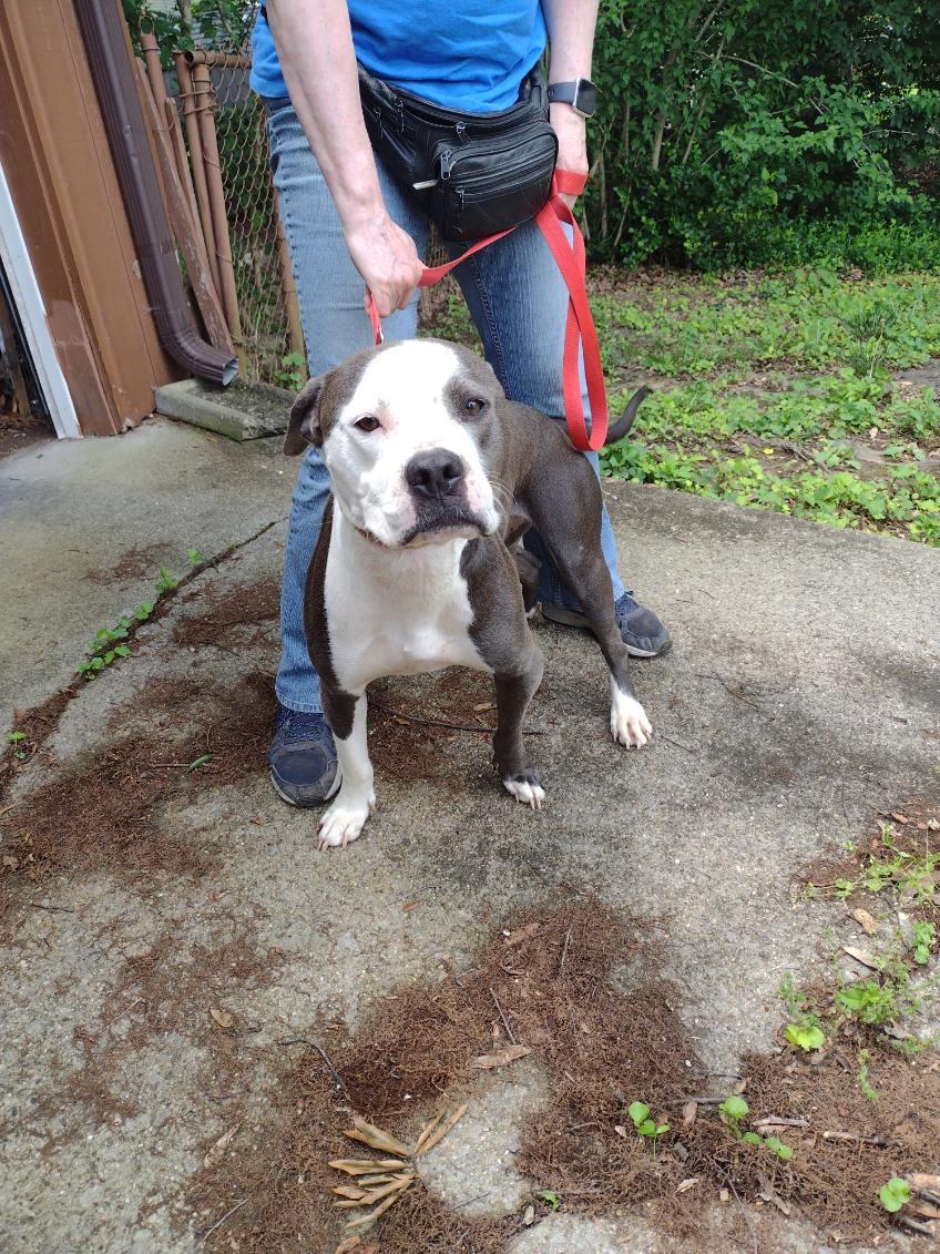 Dubby, a Adoptable Pit Bull Terrier in Louisville, KY image 3/4