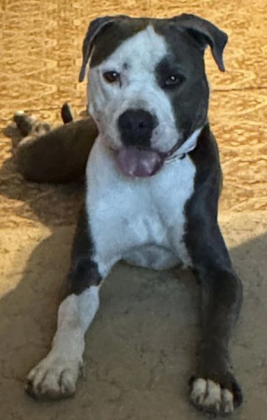 Dubby, a Adoptable Pit Bull Terrier in Louisville, KY image 4/4