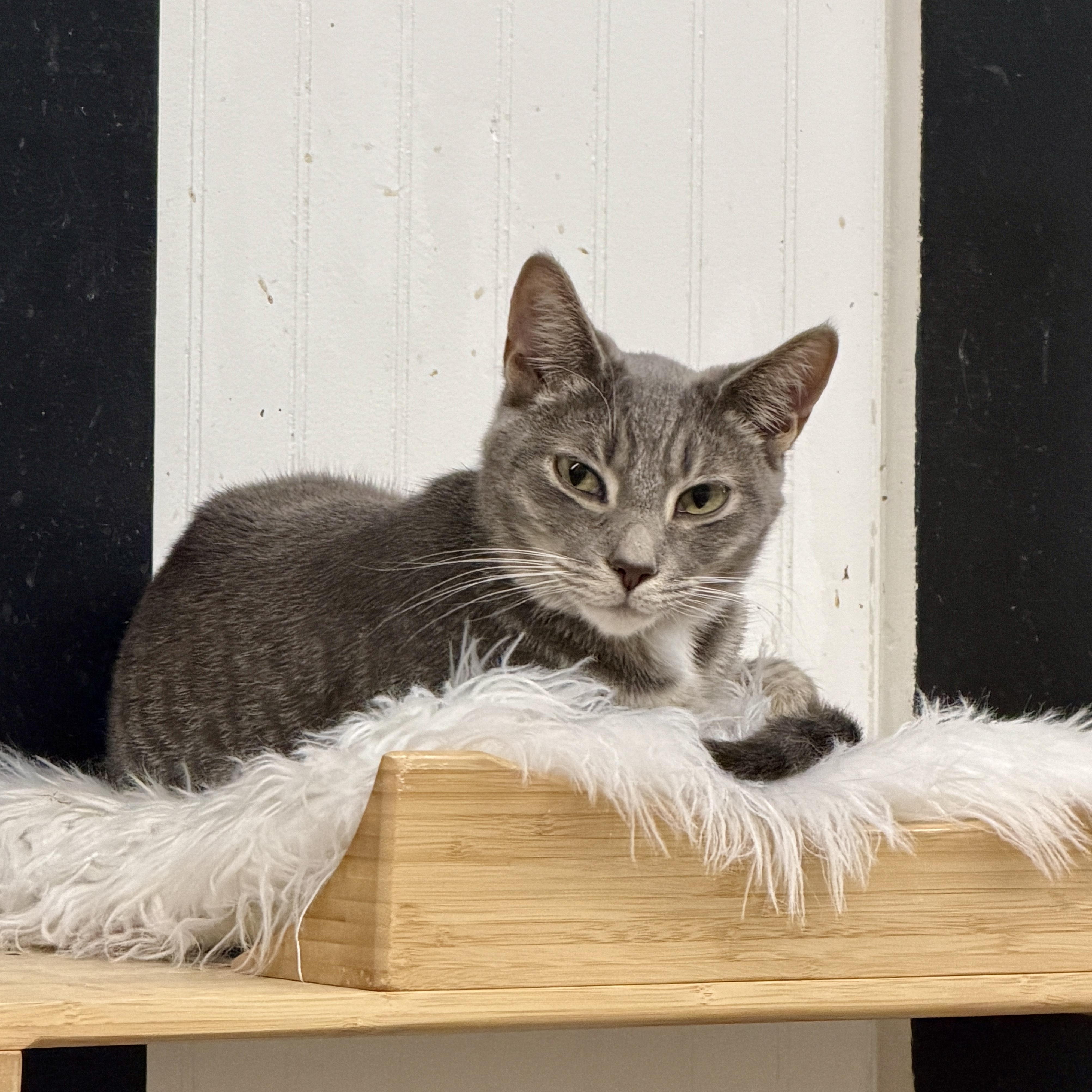 Enlarge Bandit (ESA), an adoptable Domestic Short Hair in Wayland, MI image 1/1