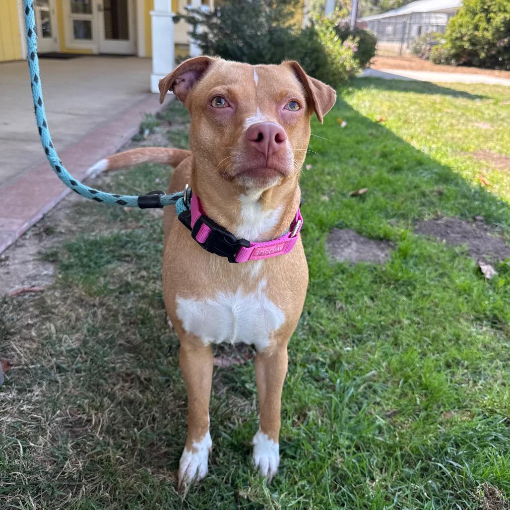 Tina, Adoptable, Adult Female Terrier & Labrador Retriever.