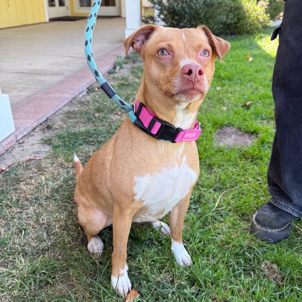 Tina, a Adoptable mixed breed in Santa Barbara, CA image 2/6