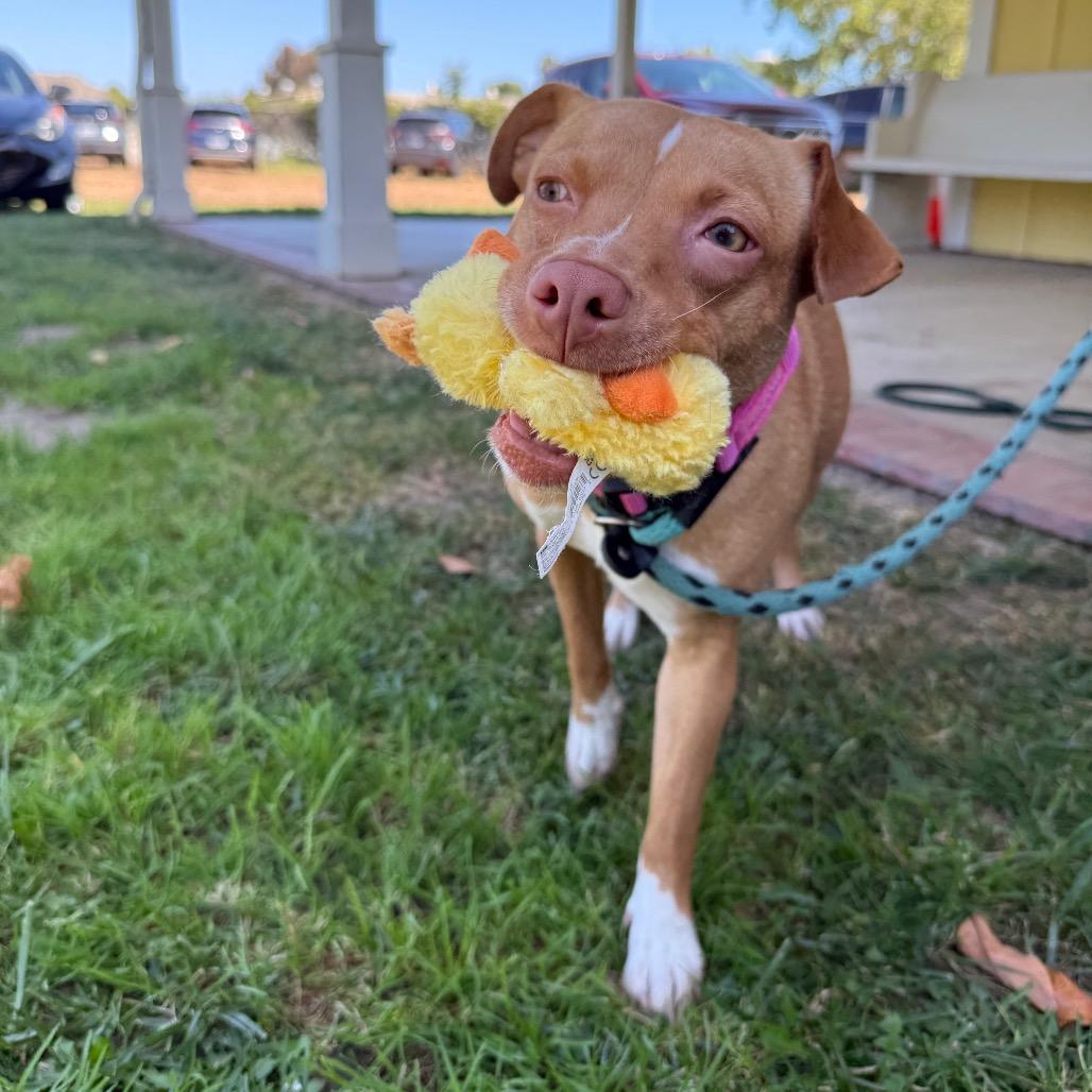 Tina, a Adoptable mixed breed in Santa Barbara, CA image 3/6