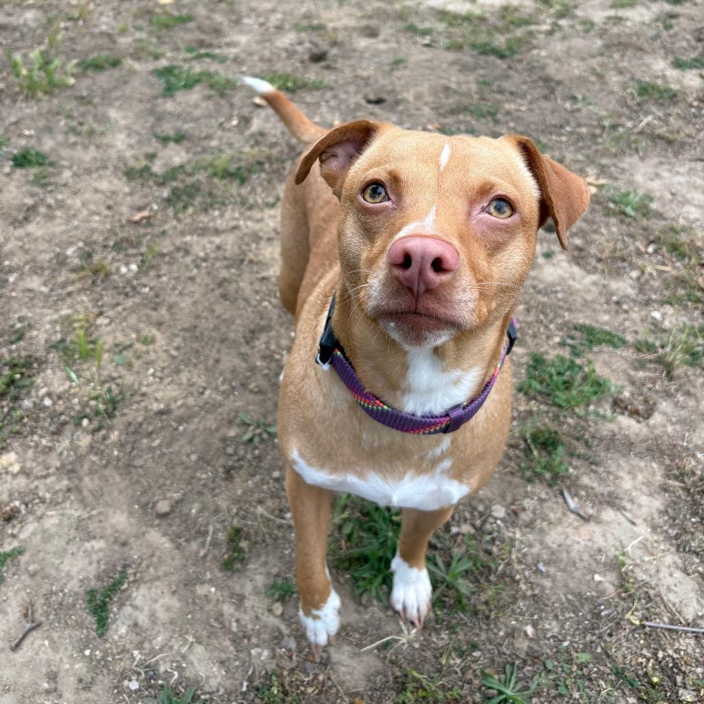 Tina, a Adoptable mixed breed in Santa Barbara, CA image 4/6