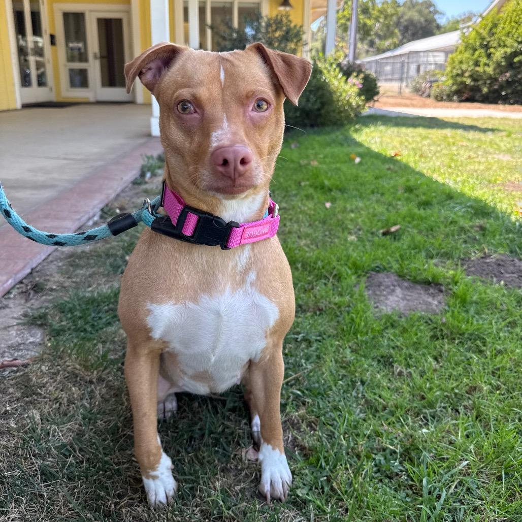 Tina, a Adoptable mixed breed in Santa Barbara, CA image 5/6