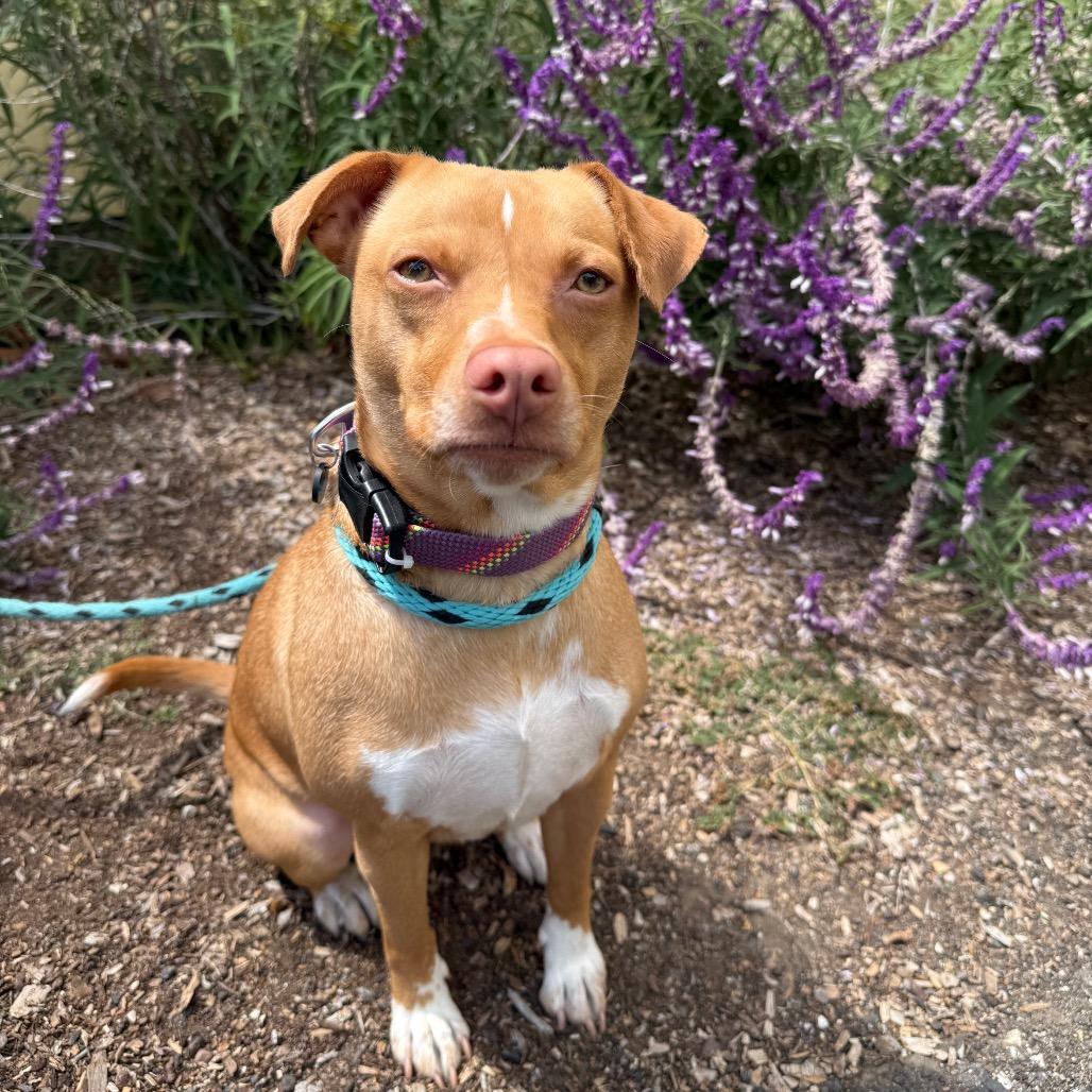 Tina, a Adoptable mixed breed in Santa Barbara, CA image 6/6