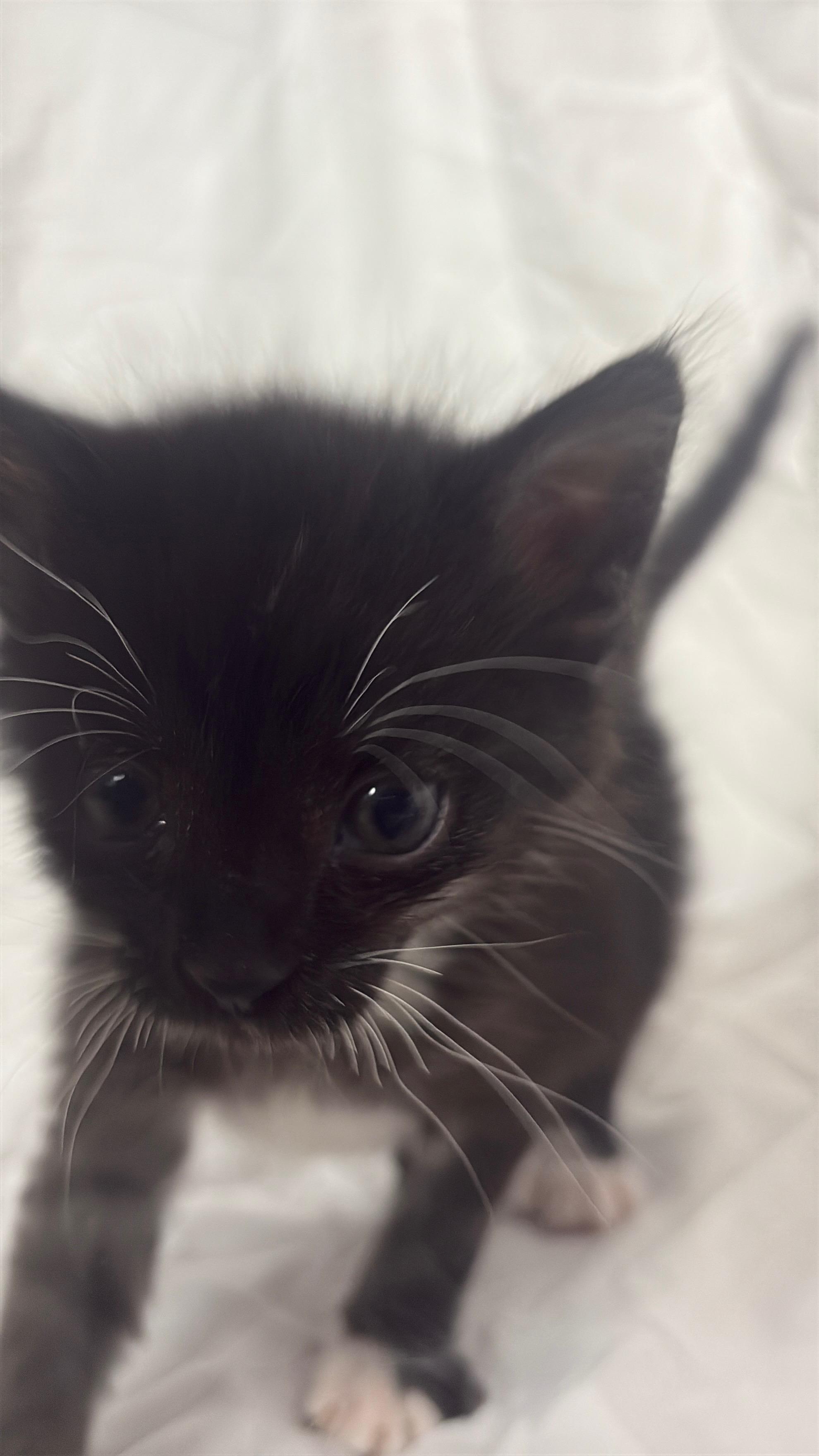 Lava Girl, a Adoptable Domestic Short Hair in Columbus, OH image 3/6
