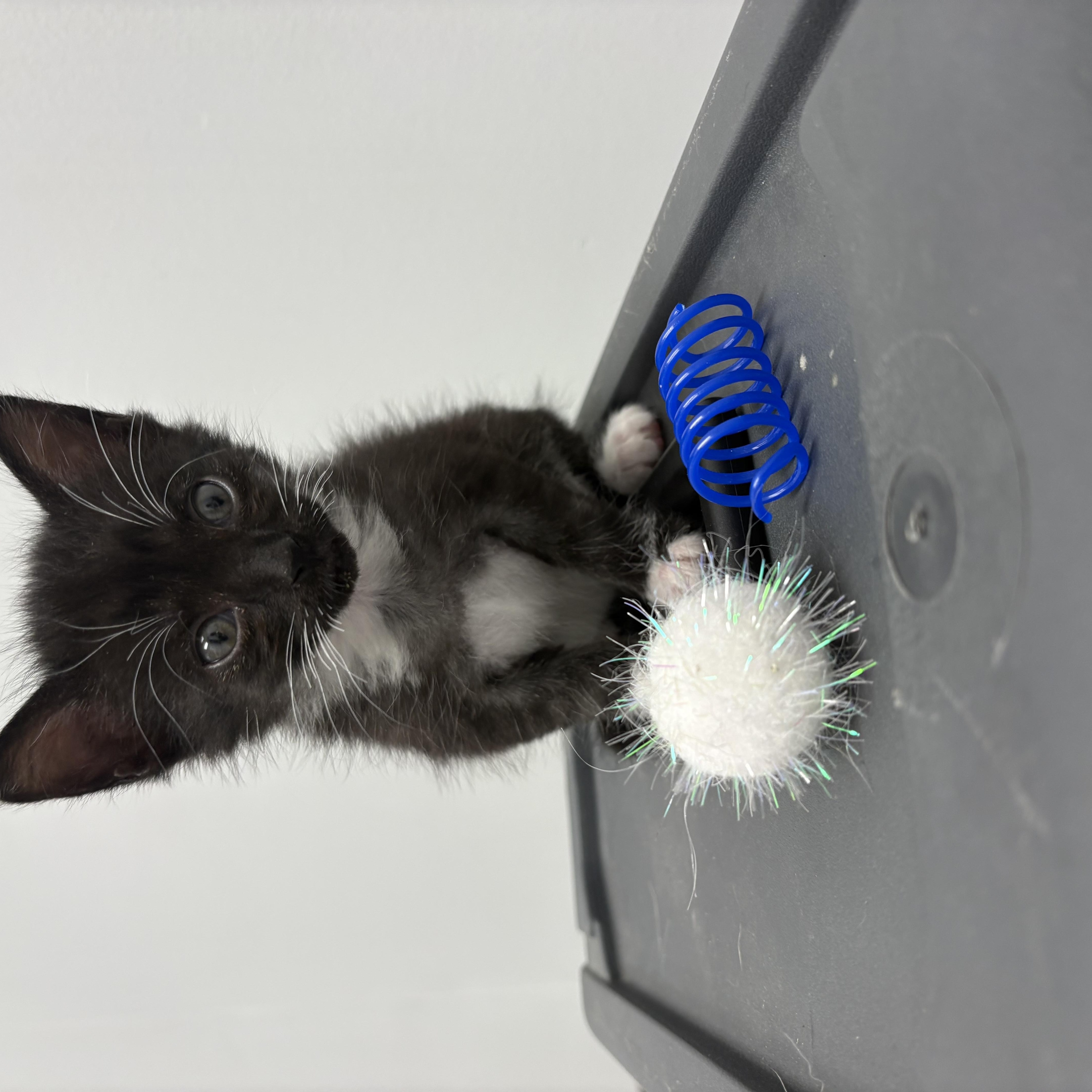 Lava Girl, a Adoptable Domestic Short Hair in Columbus, OH image 6/6