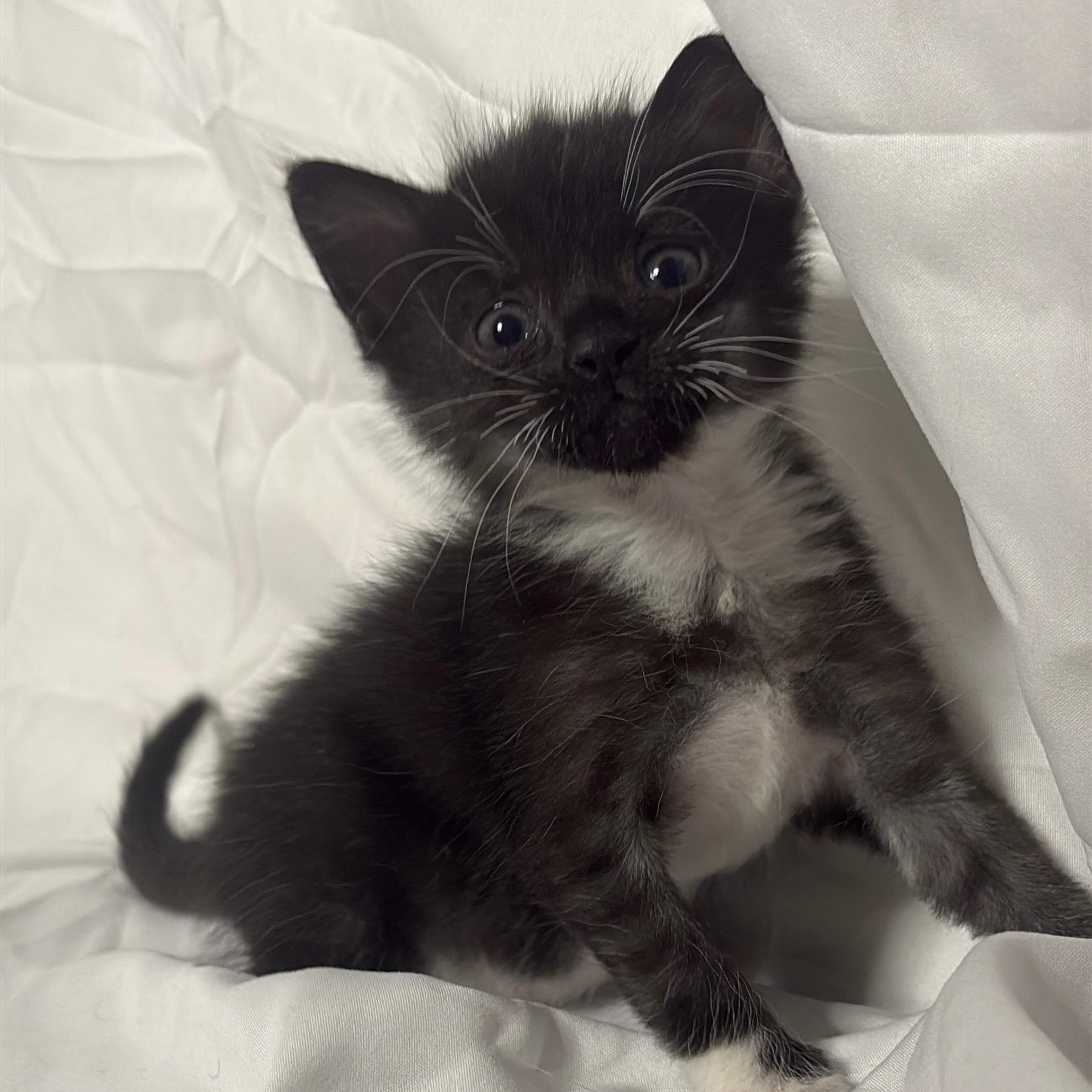 Lava Girl, Adoptable, Kitten Female Domestic Short Hair.