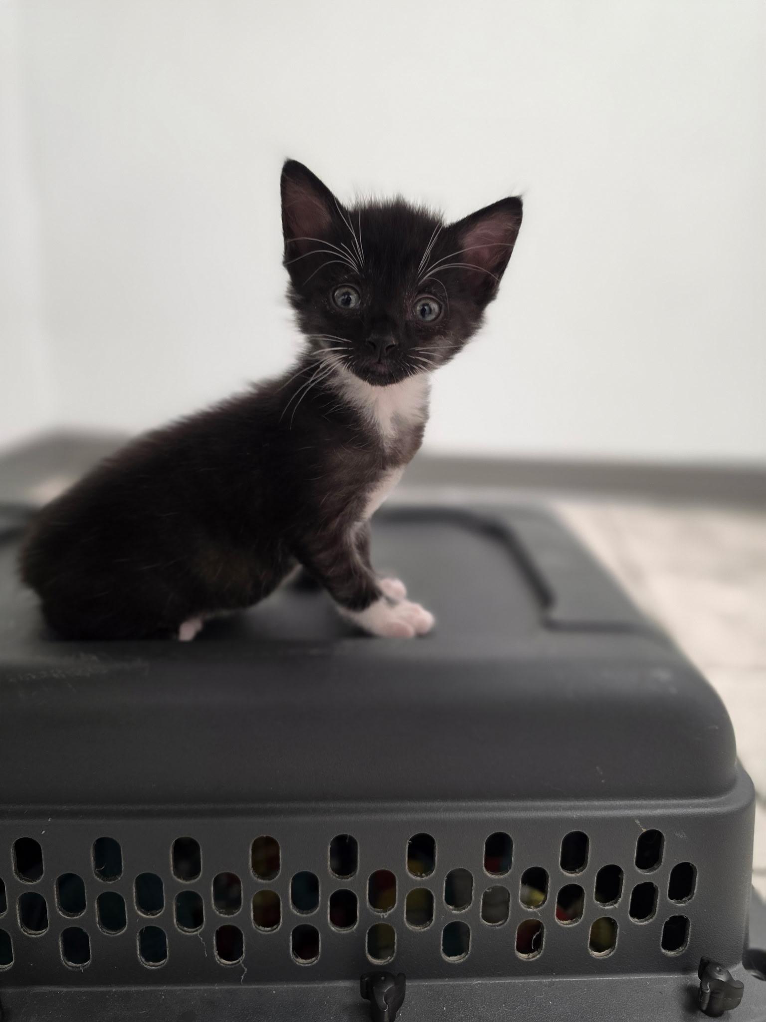 Lava Girl, a Adoptable Domestic Short Hair in Columbus, OH image 4/6