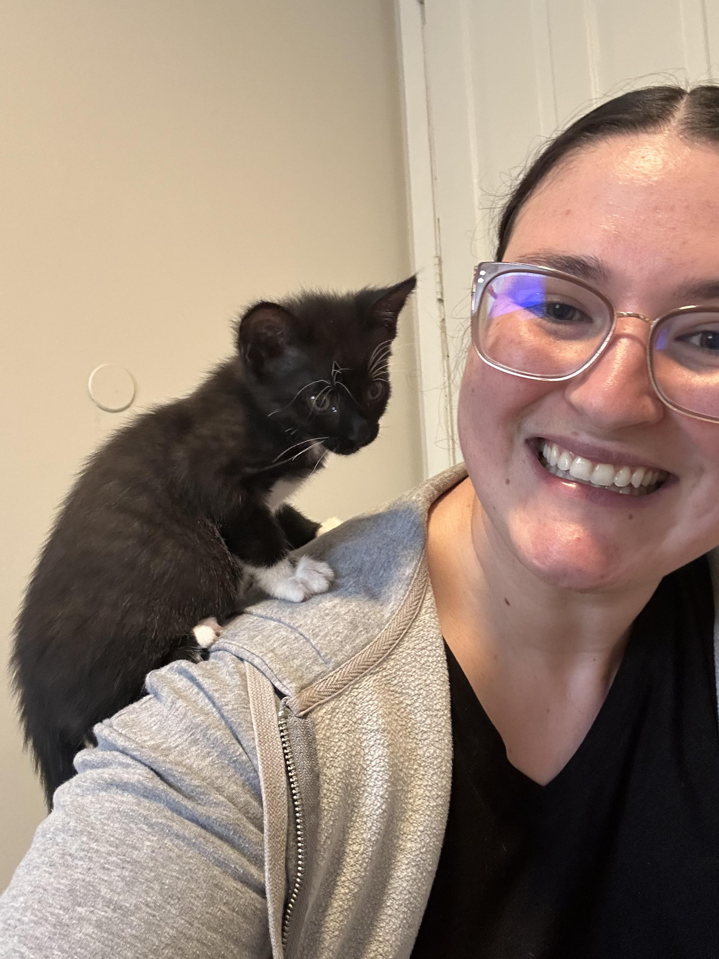 Lava Girl, a Adoptable Domestic Short Hair in Columbus, OH image 2/6