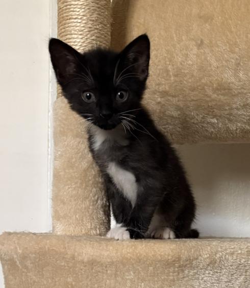 Lava Girl, a Adoptable Domestic Short Hair in Columbus, OH image 5/6