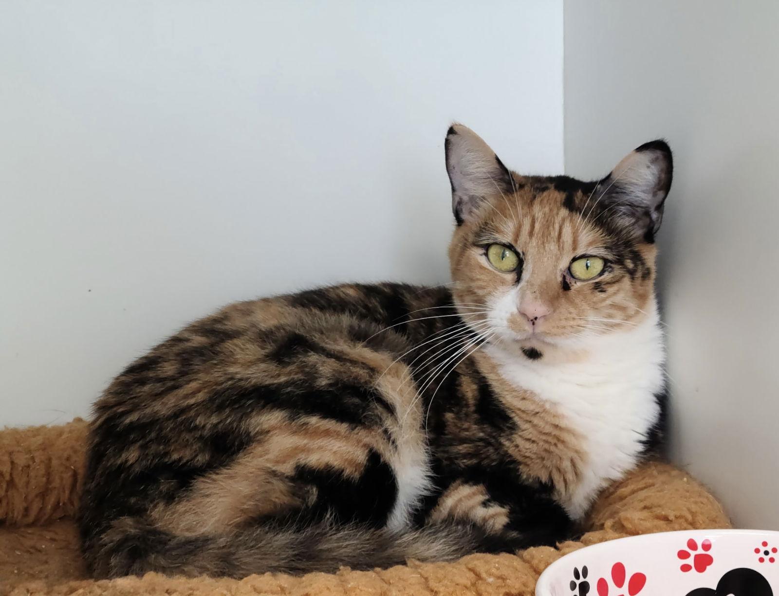 Manic Panic — thumbnail 2