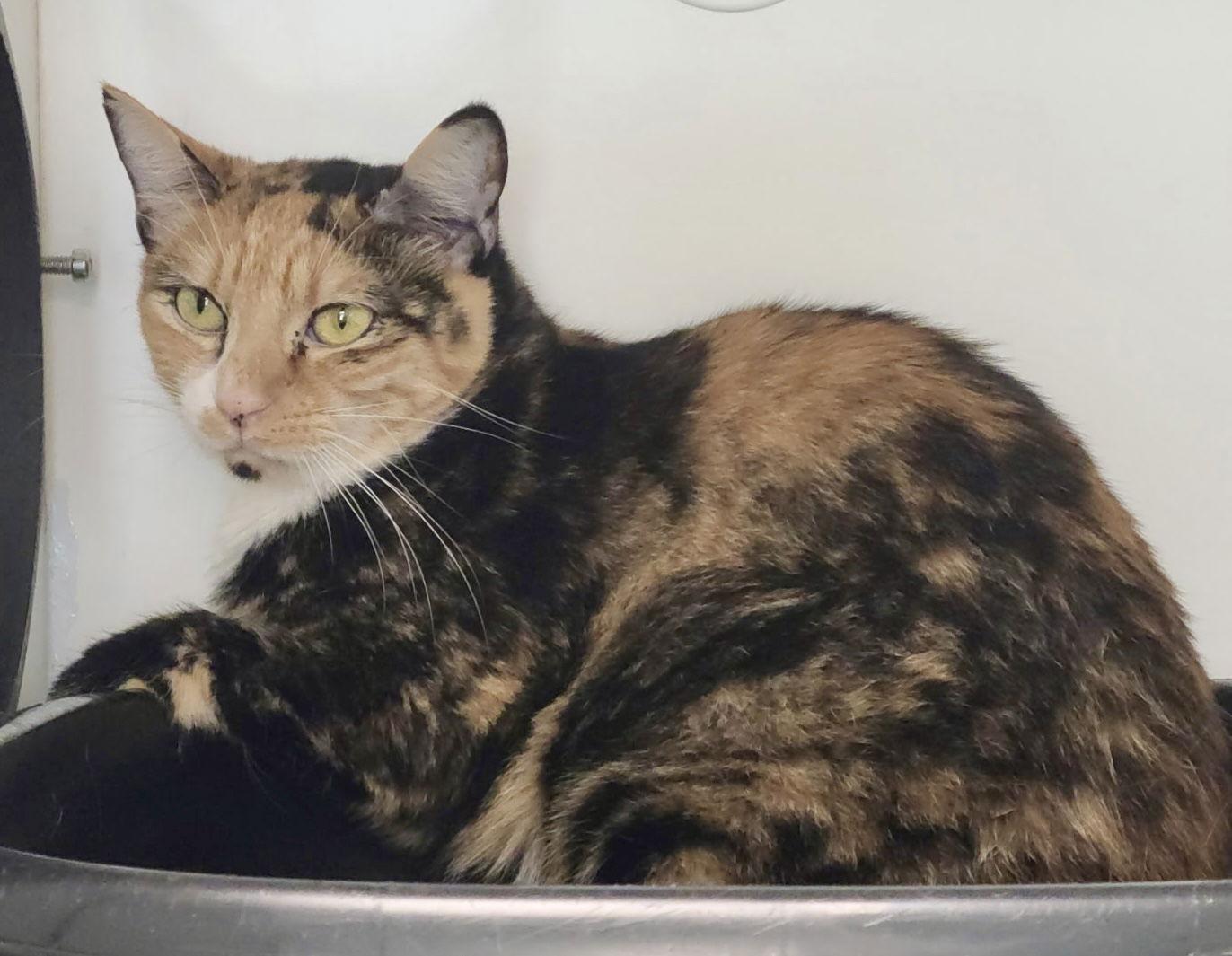 Manic Panic — thumbnail 3