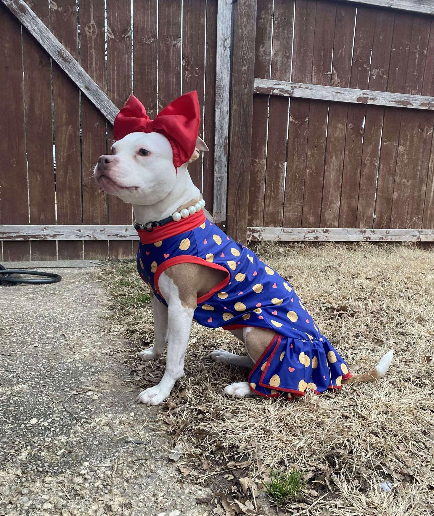 Madame Wigglebutt (aka Segway), Adoptable, Young Female Pit Bull Terrier.