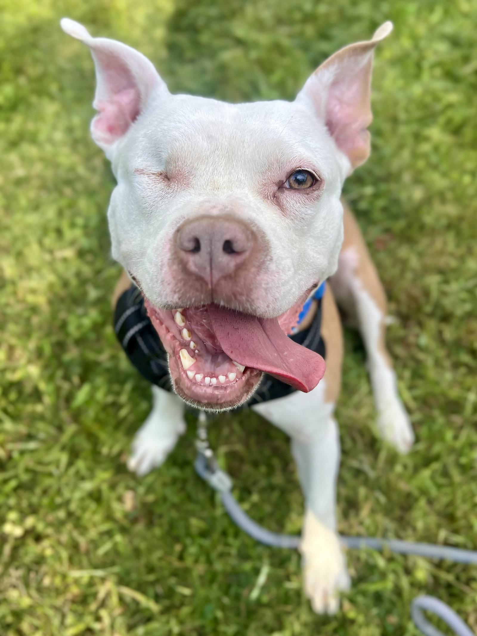 Wiggles, Adoptable, Young Female Pit Bull Terrier.