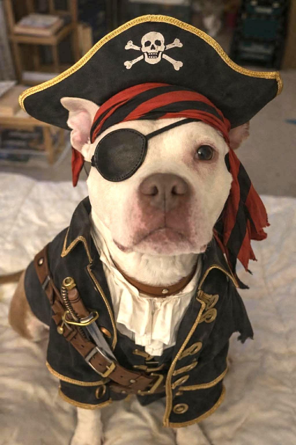 Enlarge Wiggles, a Adoptable Pit Bull Terrier in Rockville, MD image 1/3